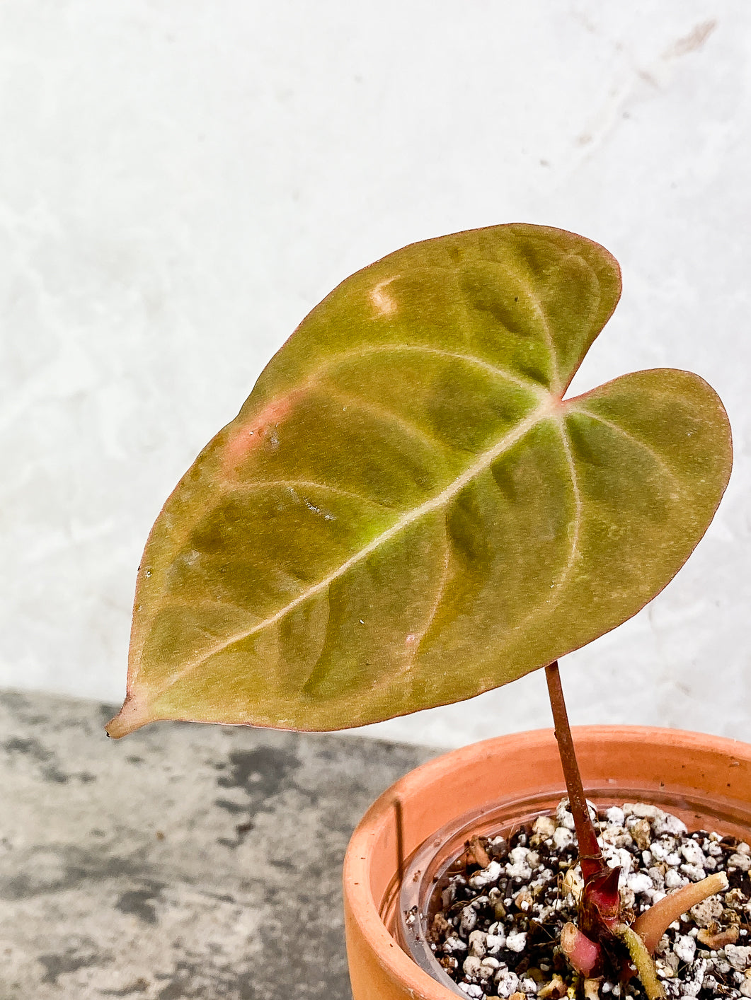 Anthurium Raven Heart (Ace of Spades x Papillillamium) 1 leaf Rooted