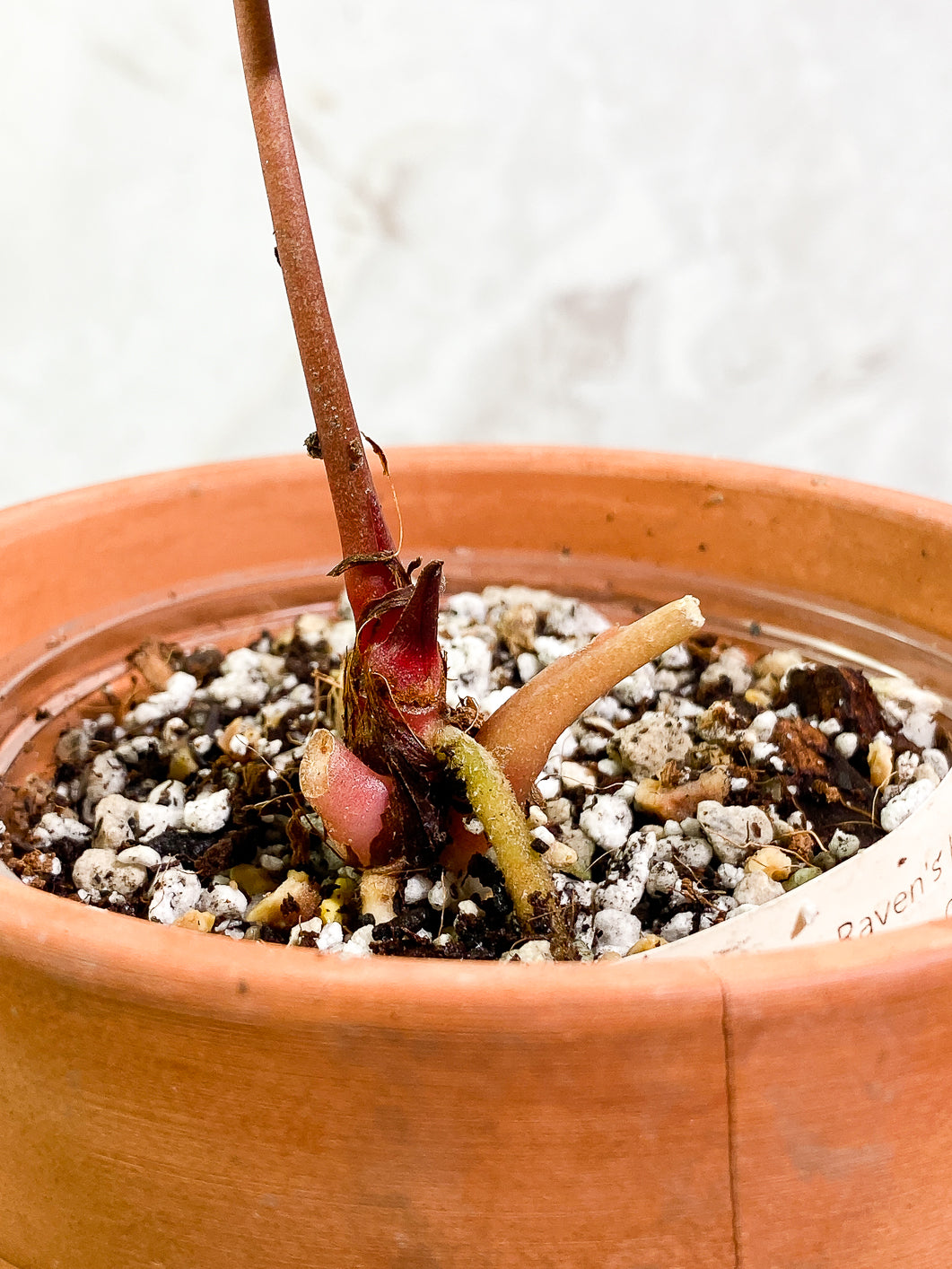 Anthurium Raven Heart (Ace of Spades x Papillillamium) 1 leaf Rooted