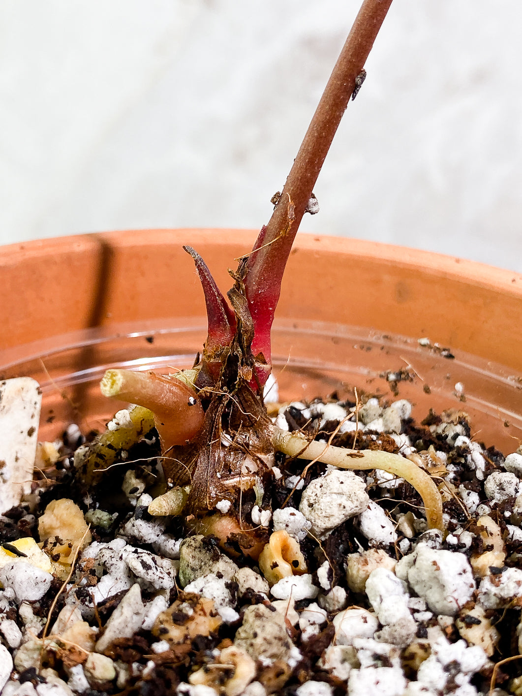 Anthurium Raven Heart (Ace of Spades x Papillillamium) 1 leaf Rooted