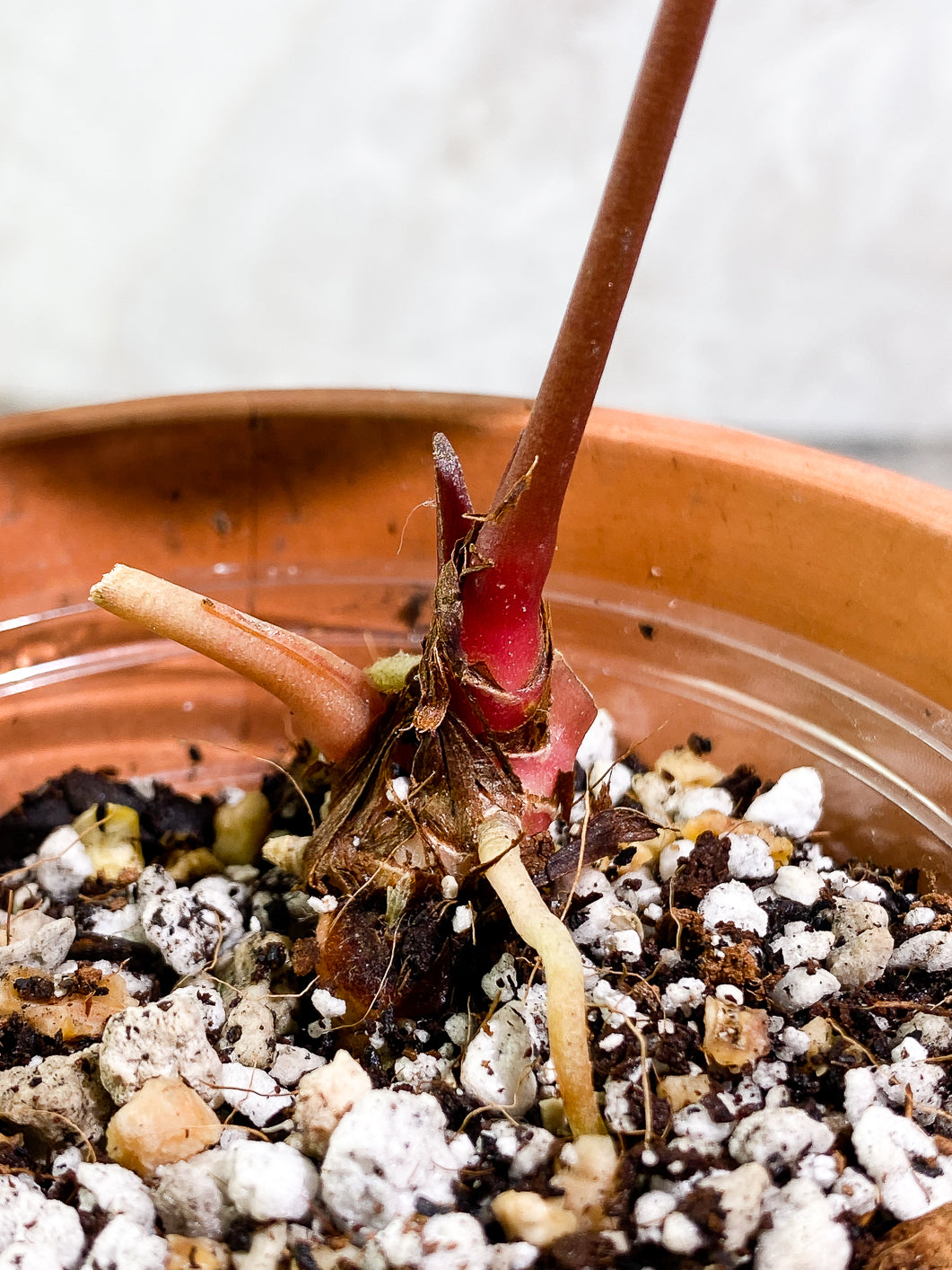 Anthurium Raven Heart (Ace of Spades x Papillillamium) 1 leaf Rooted