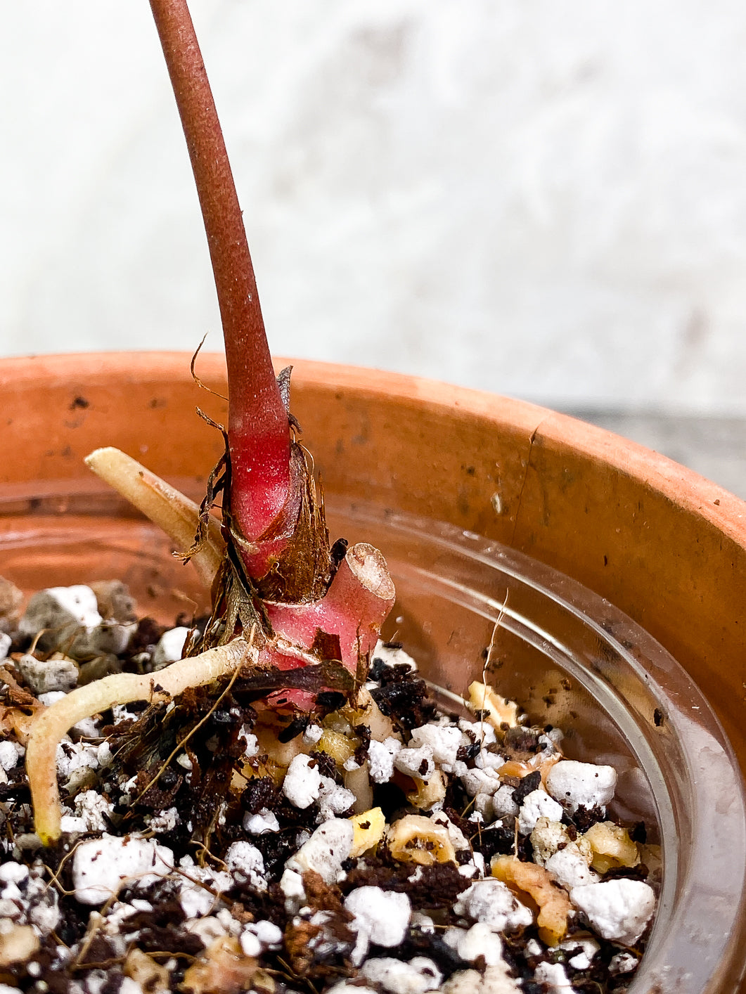 Anthurium Raven Heart (Ace of Spades x Papillillamium) 1 leaf Rooted