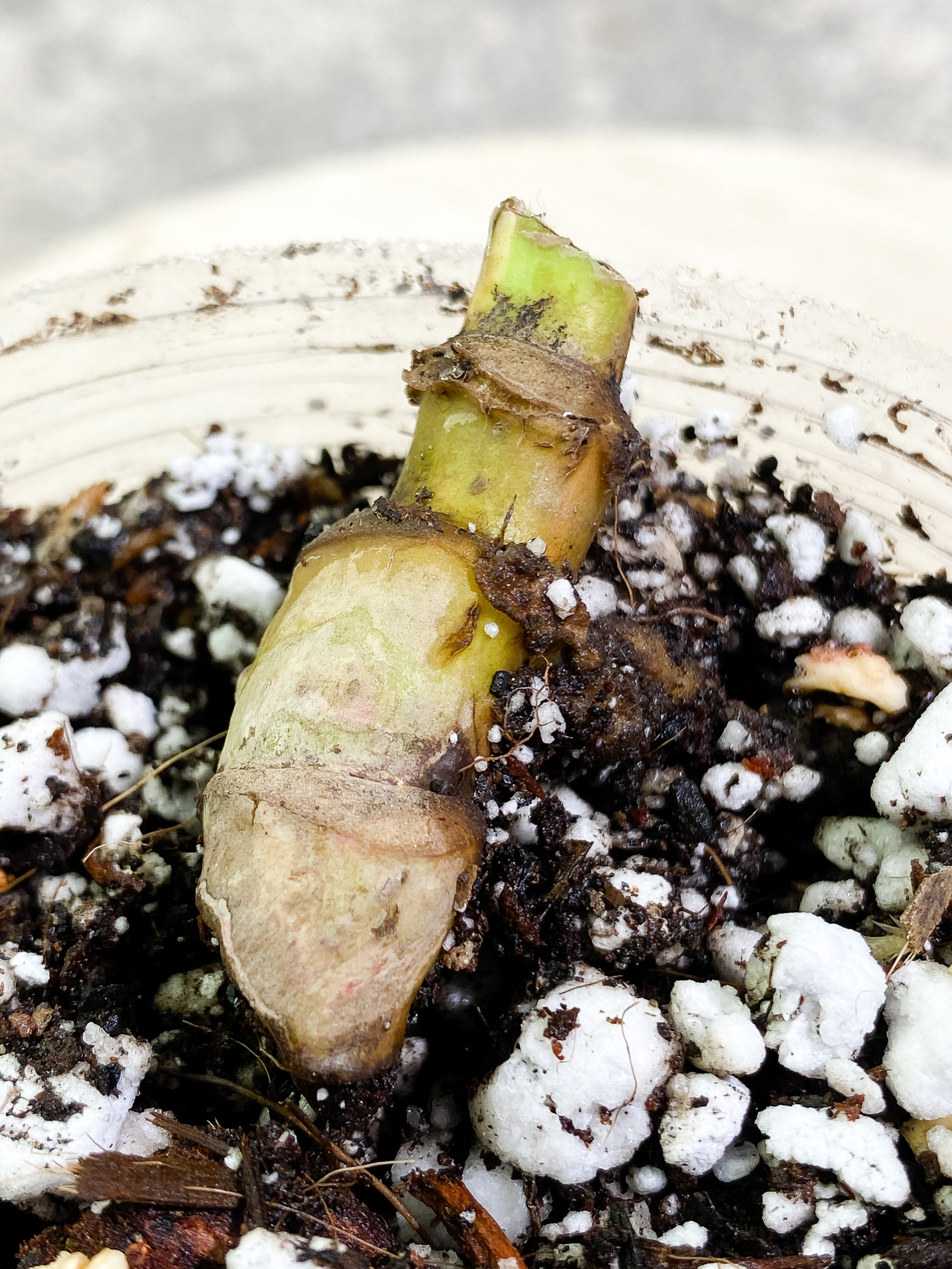 Monstera Thai Constellation triple node Slightly Rooted