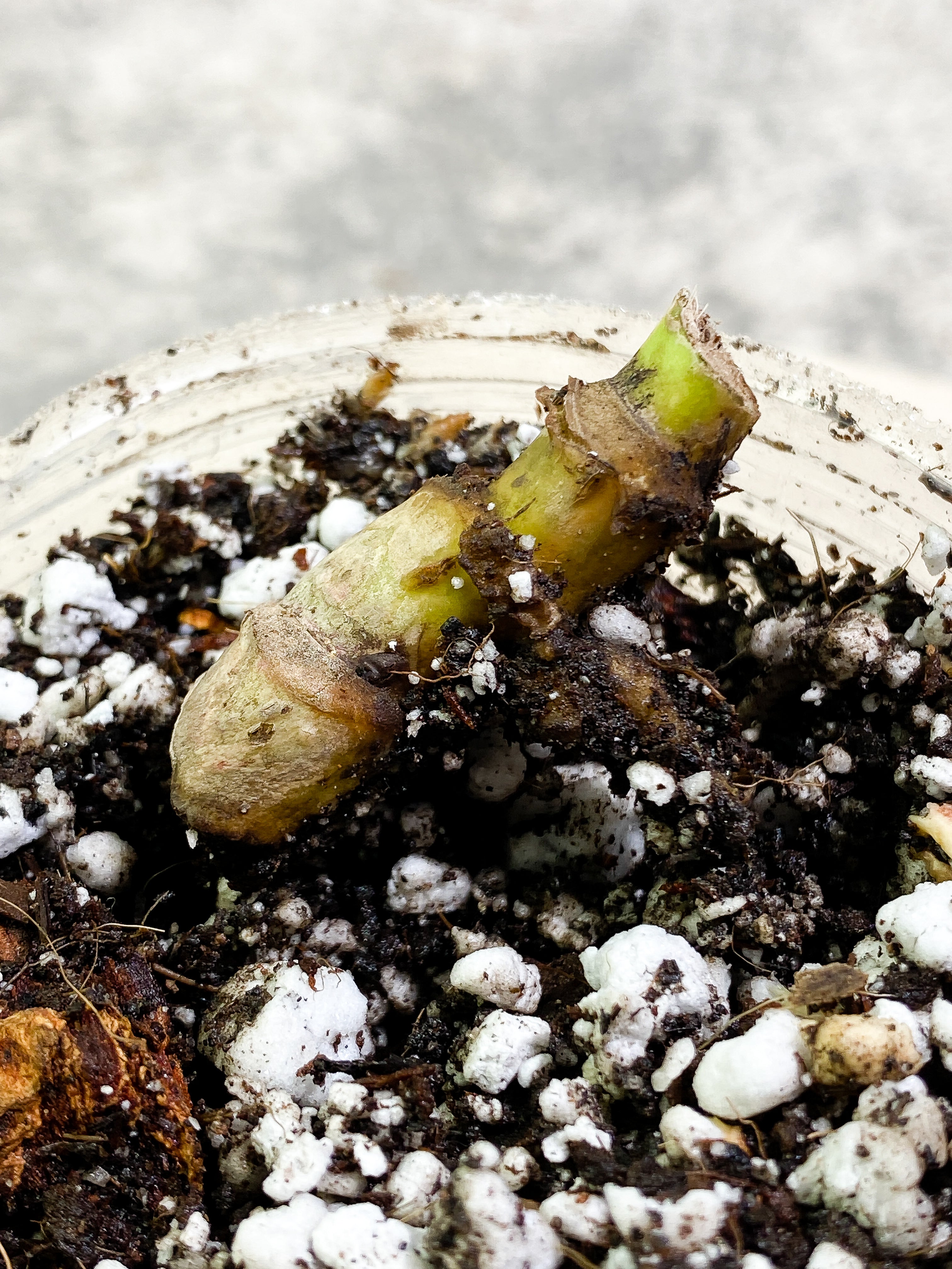 Monstera Thai Constellation triple node Slightly Rooted