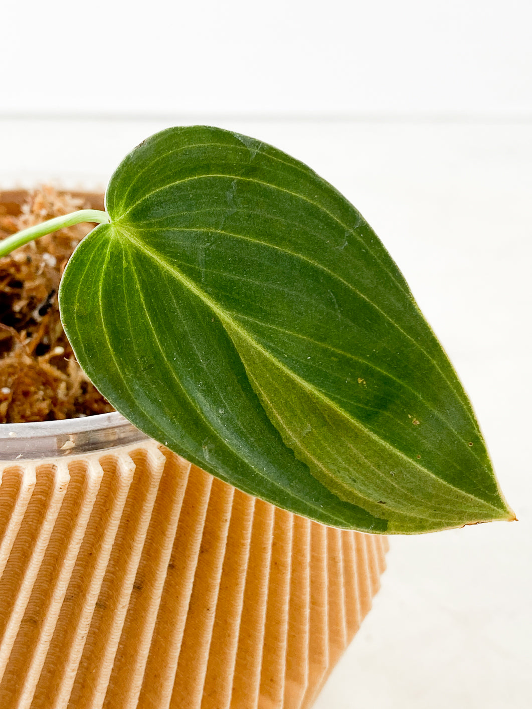 Philodendron Melanochrysum variegated Slightly Rooted 1 leaf