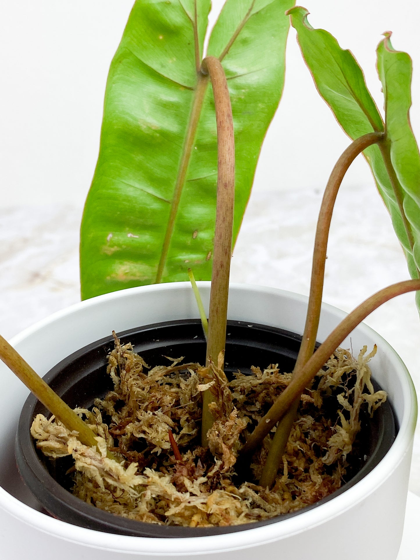Philodendron Billietiae 4 leaves and 1 sprout