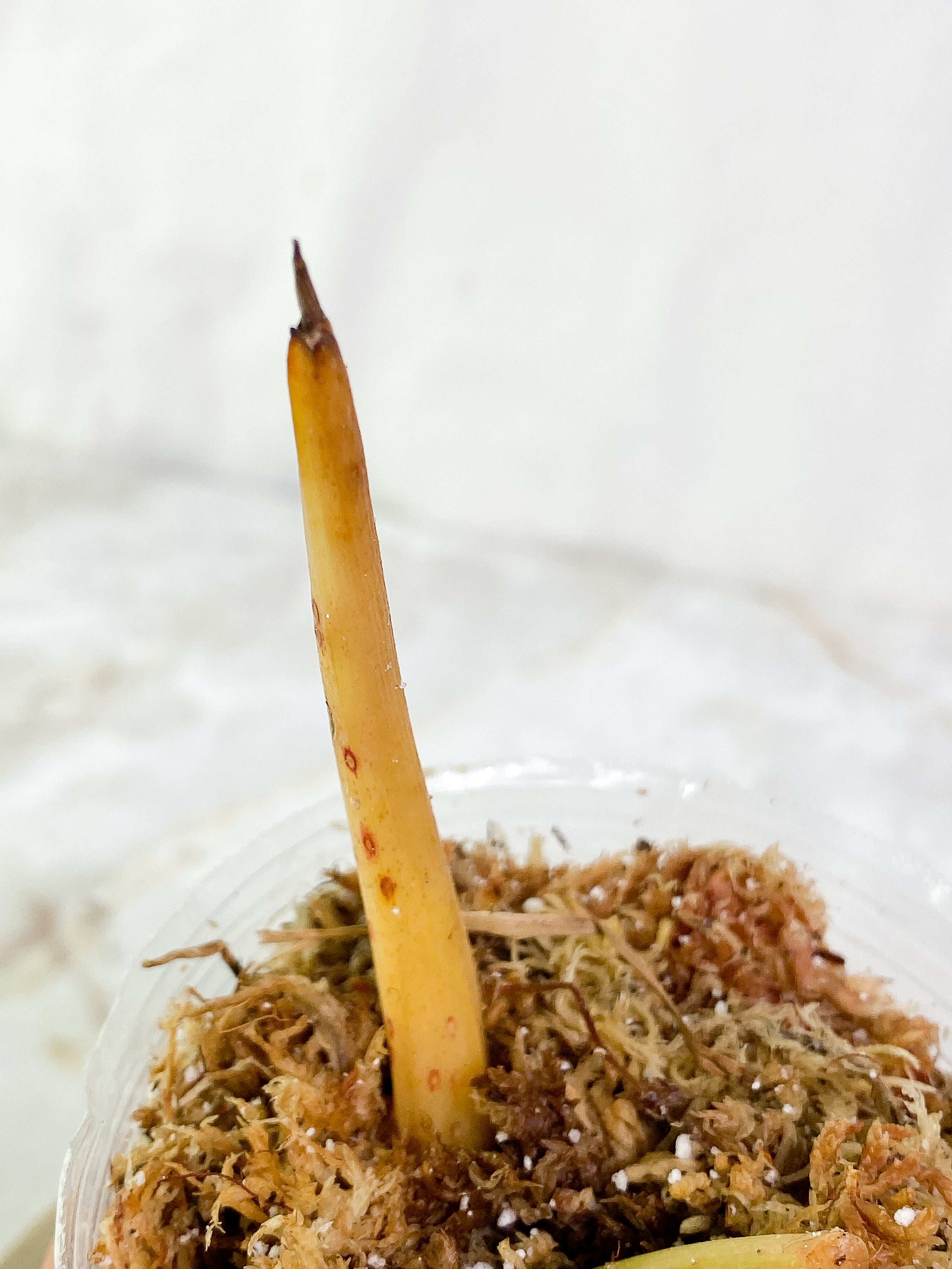 Philodendron Paraiso Verde Rooting top cutting node