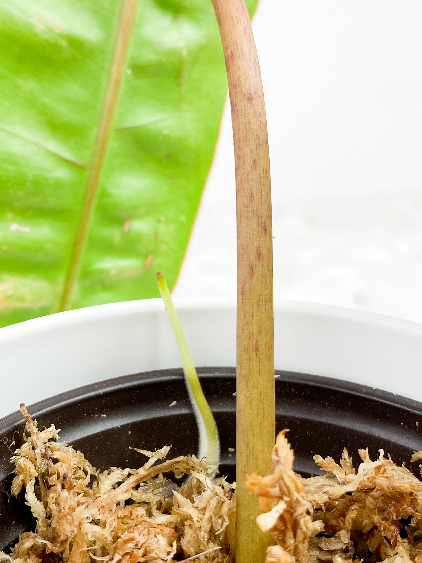 Philodendron Billietiae 4 leaves and 1 sprout