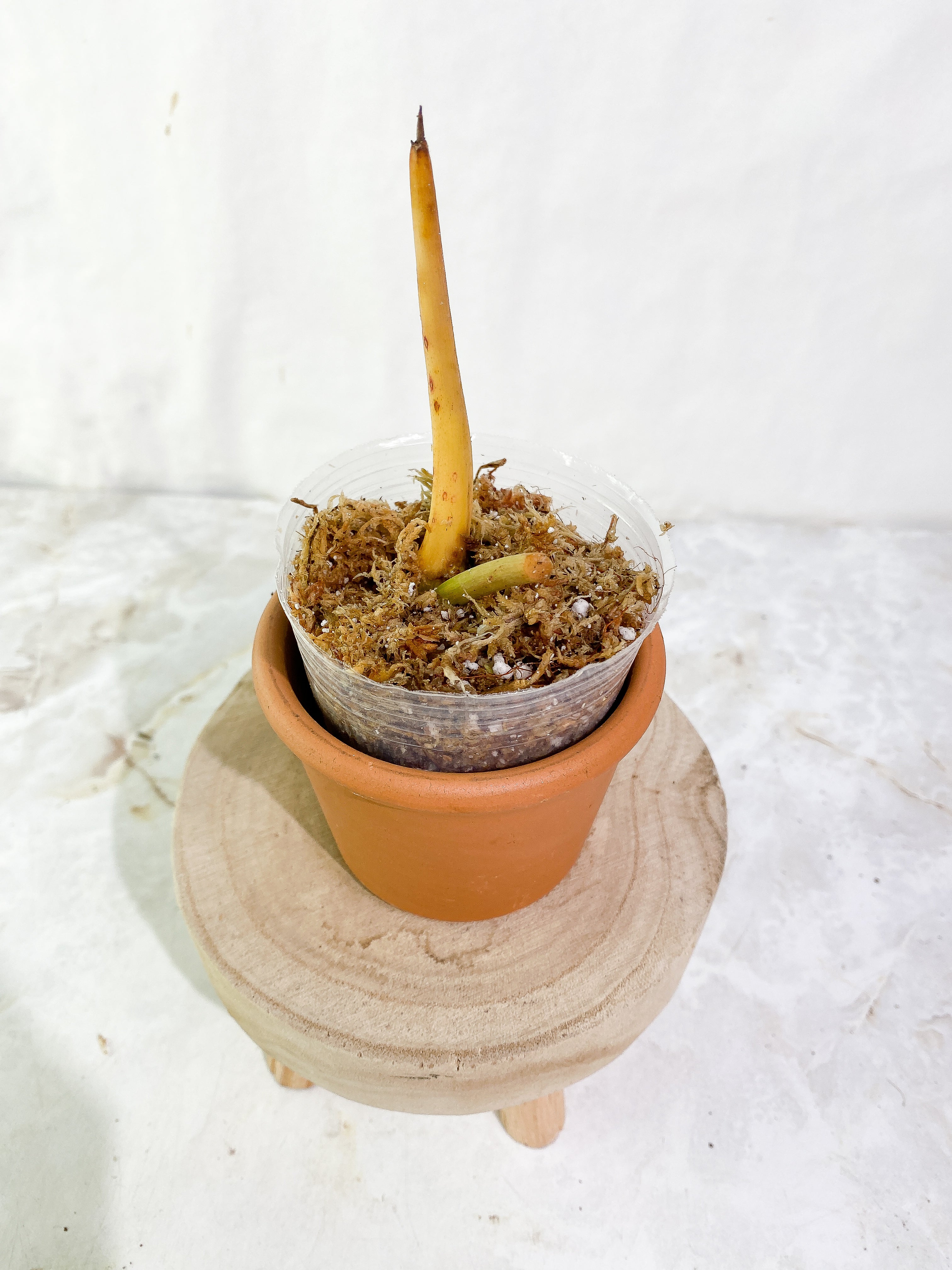 Philodendron Paraiso Verde Rooting top cutting node