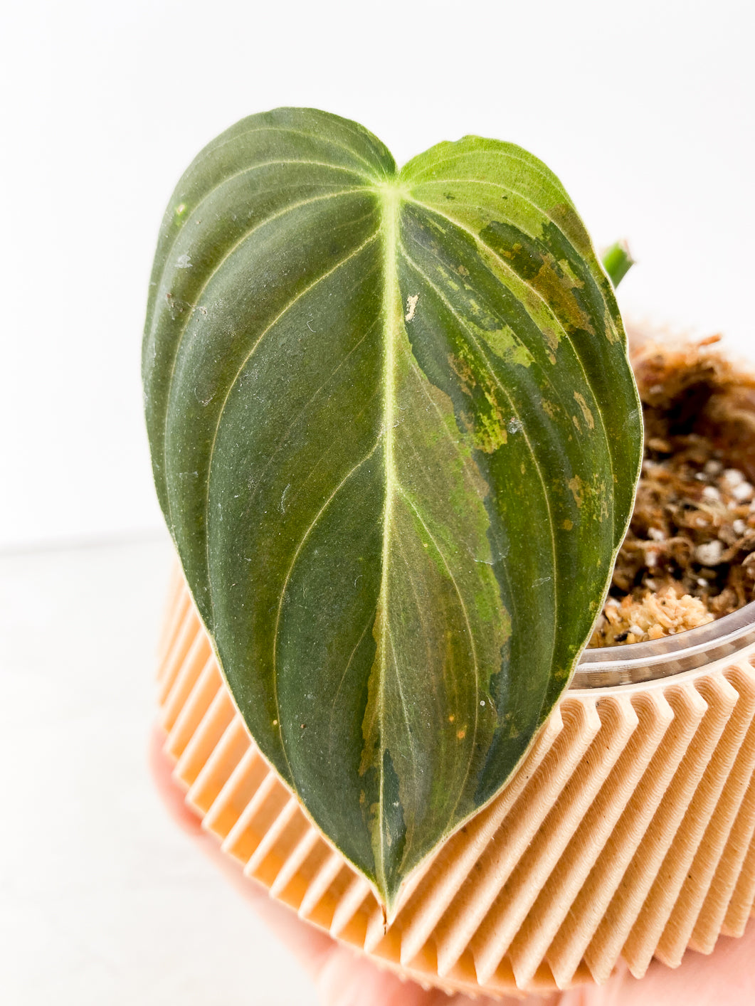 Philodendron Melanochrysum variegated Rooting 1 leaf