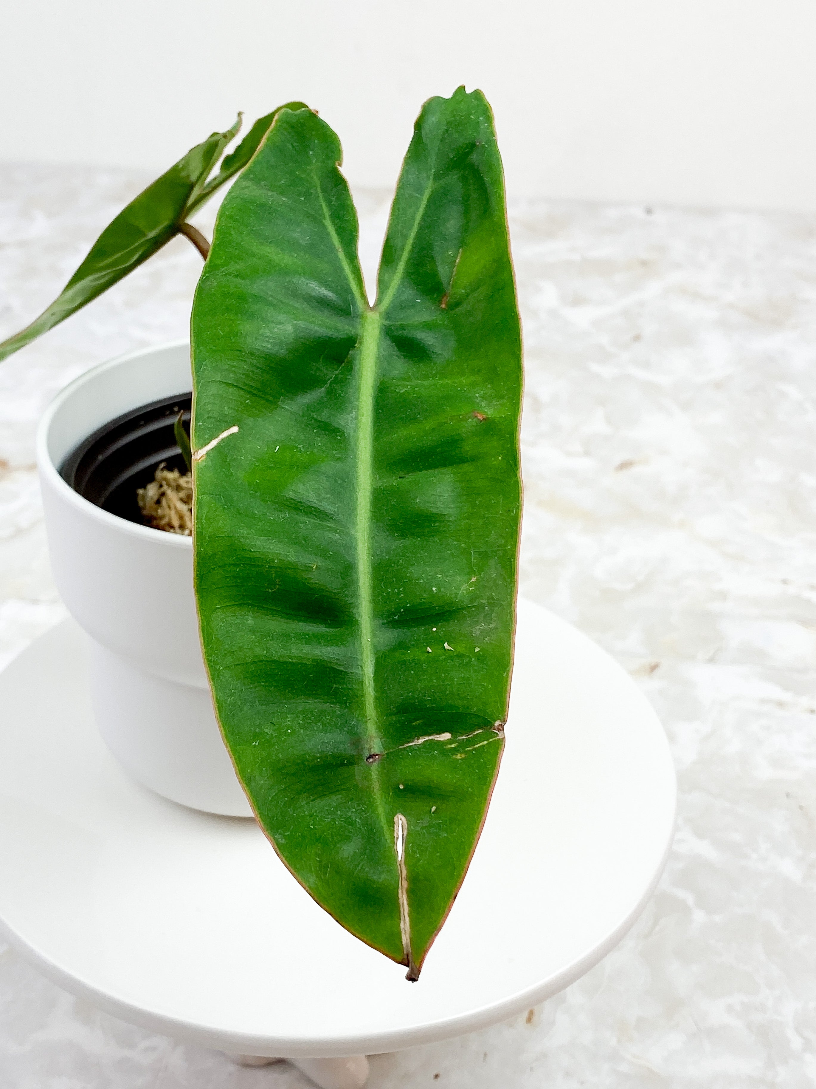 Philodendron Billietiae 2 leaves and 1 sprout