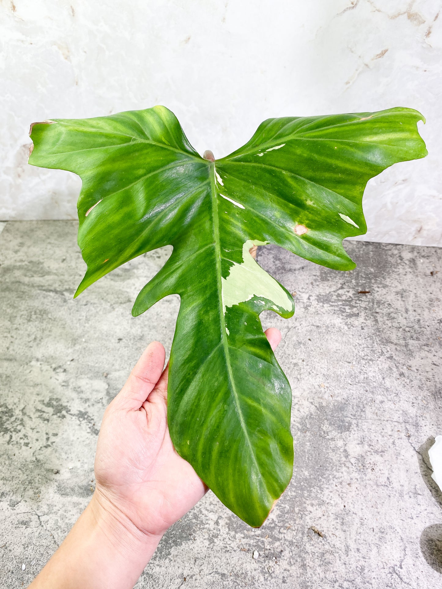 Philodendron Golden Dragon Variegated 1 leaf (13.5" long) 1 new highly Variegated leaf is unfurling 1 tc sprout 1 extra bud Rooted