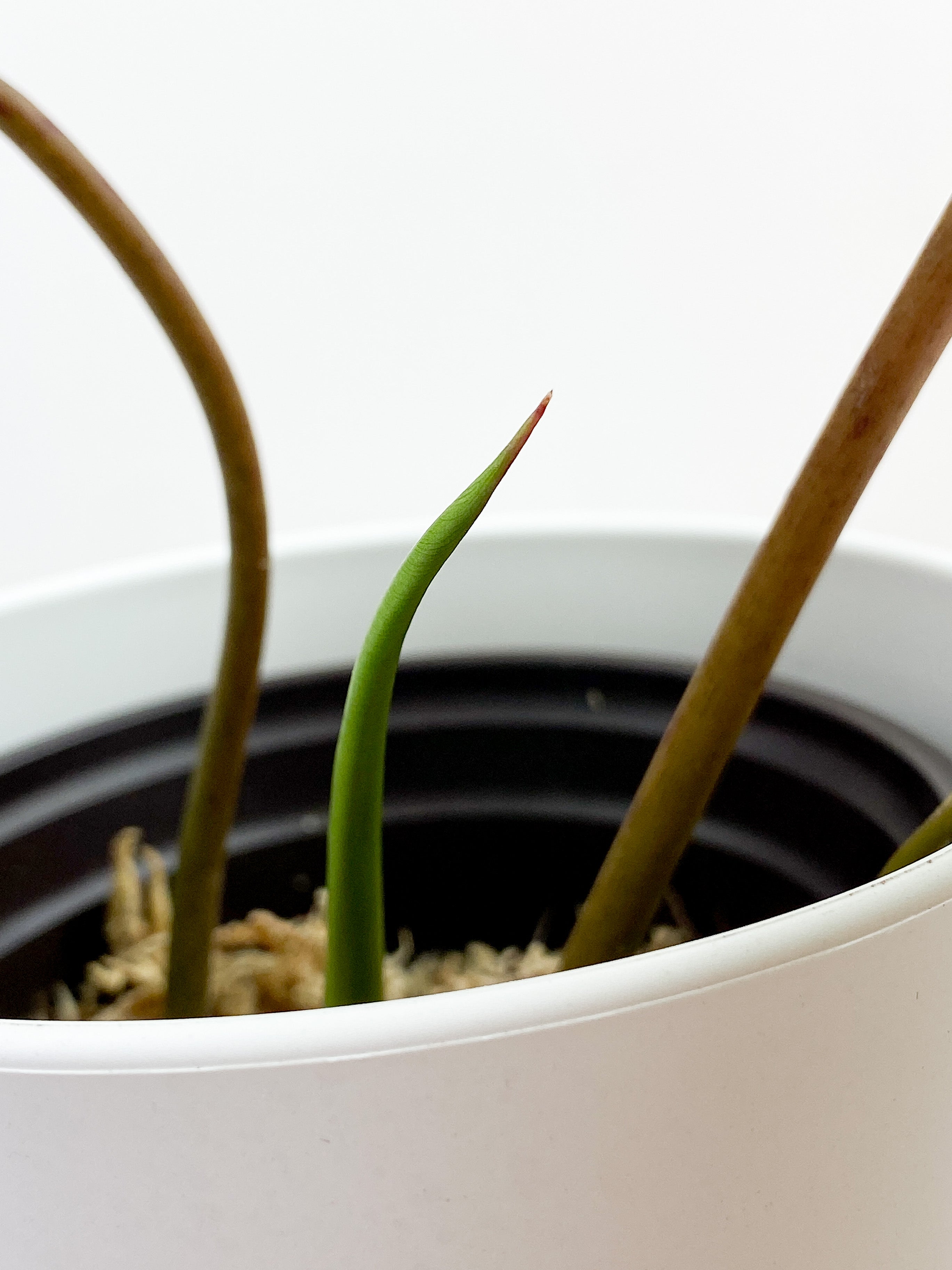 Philodendron Billietiae 2 leaves and 1 sprout