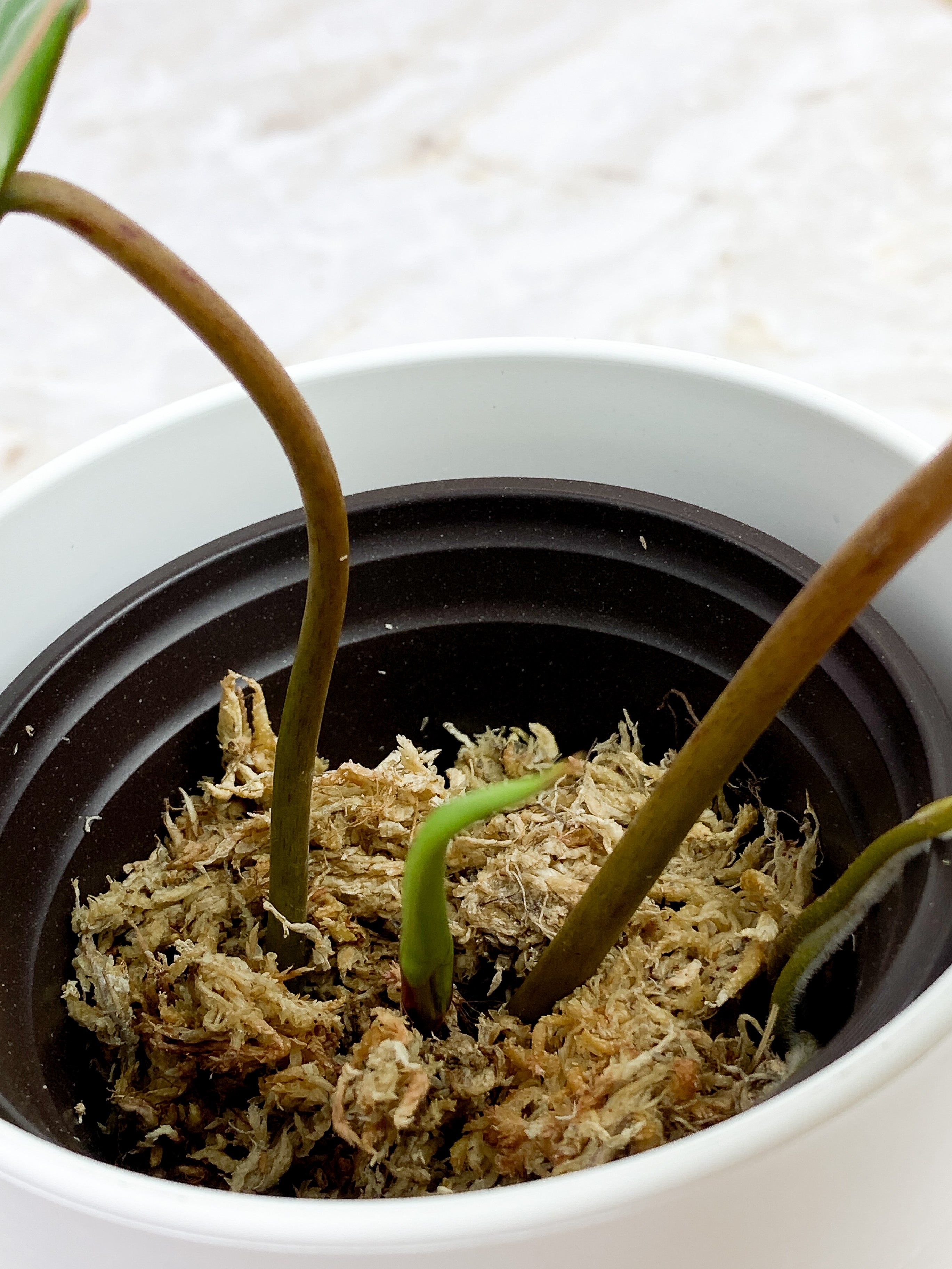 Philodendron Billietiae 2 leaves and 1 sprout