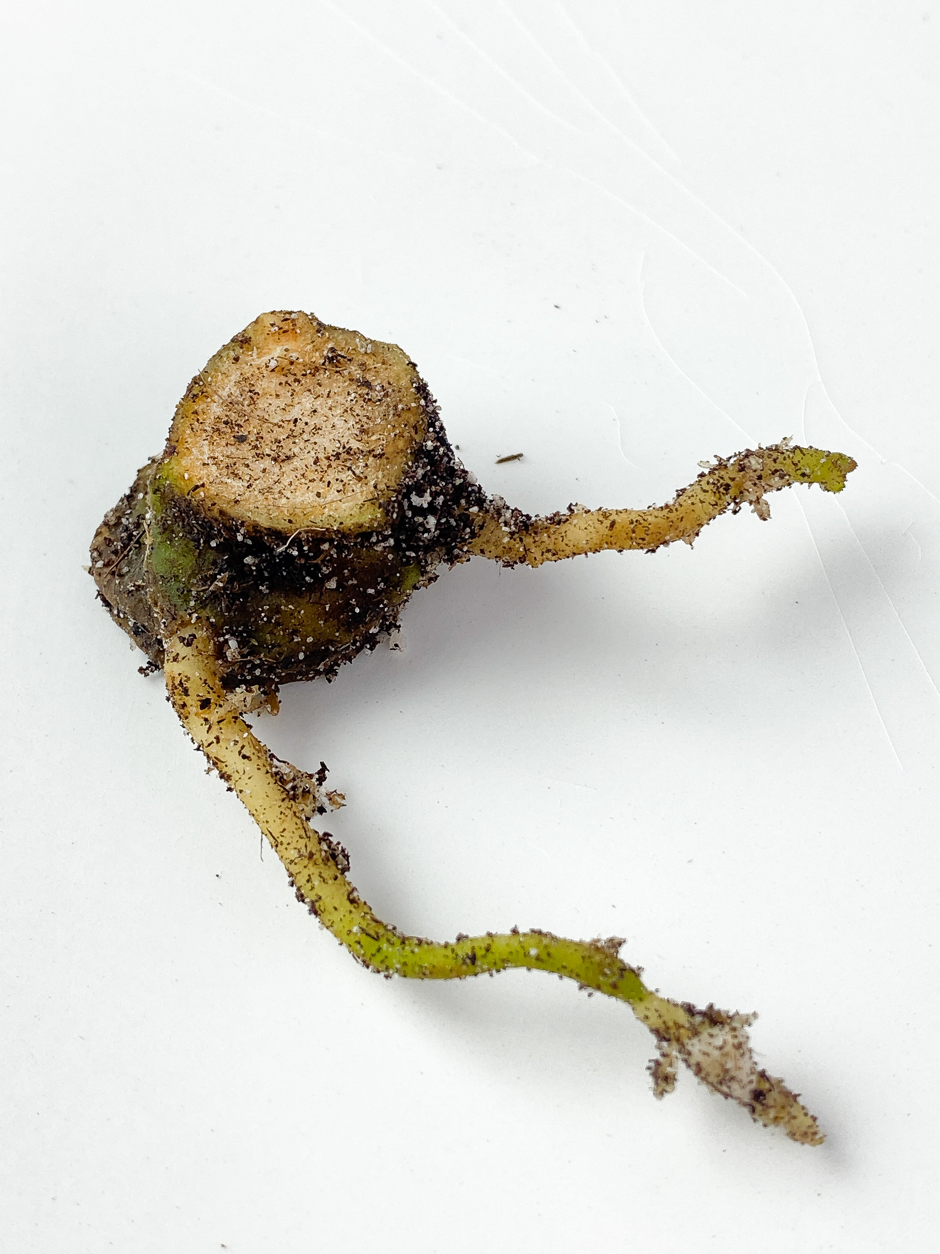 Anthurium Besseae aff Slightly Rooted Node