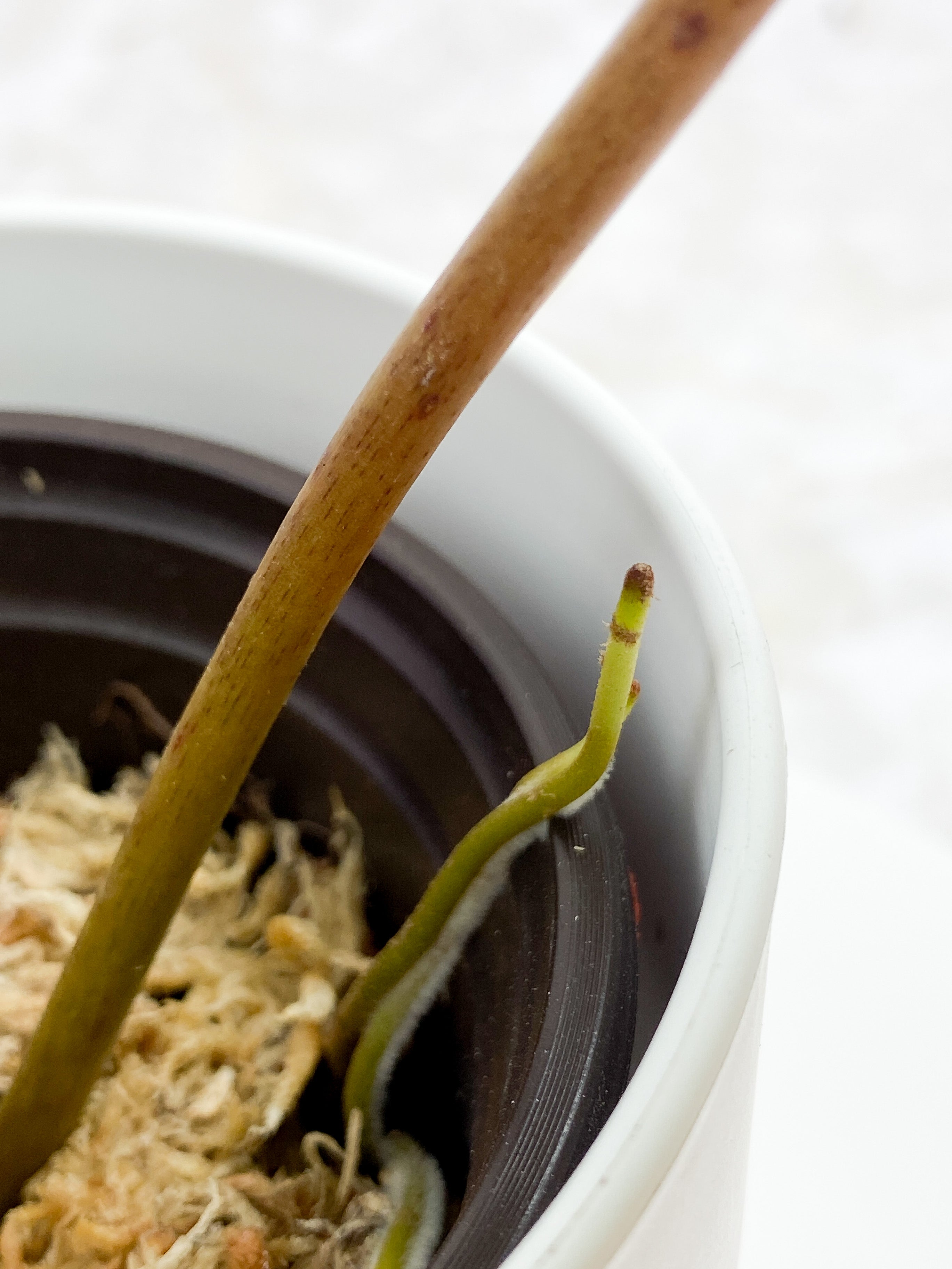 Philodendron Billietiae 2 leaves and 1 sprout