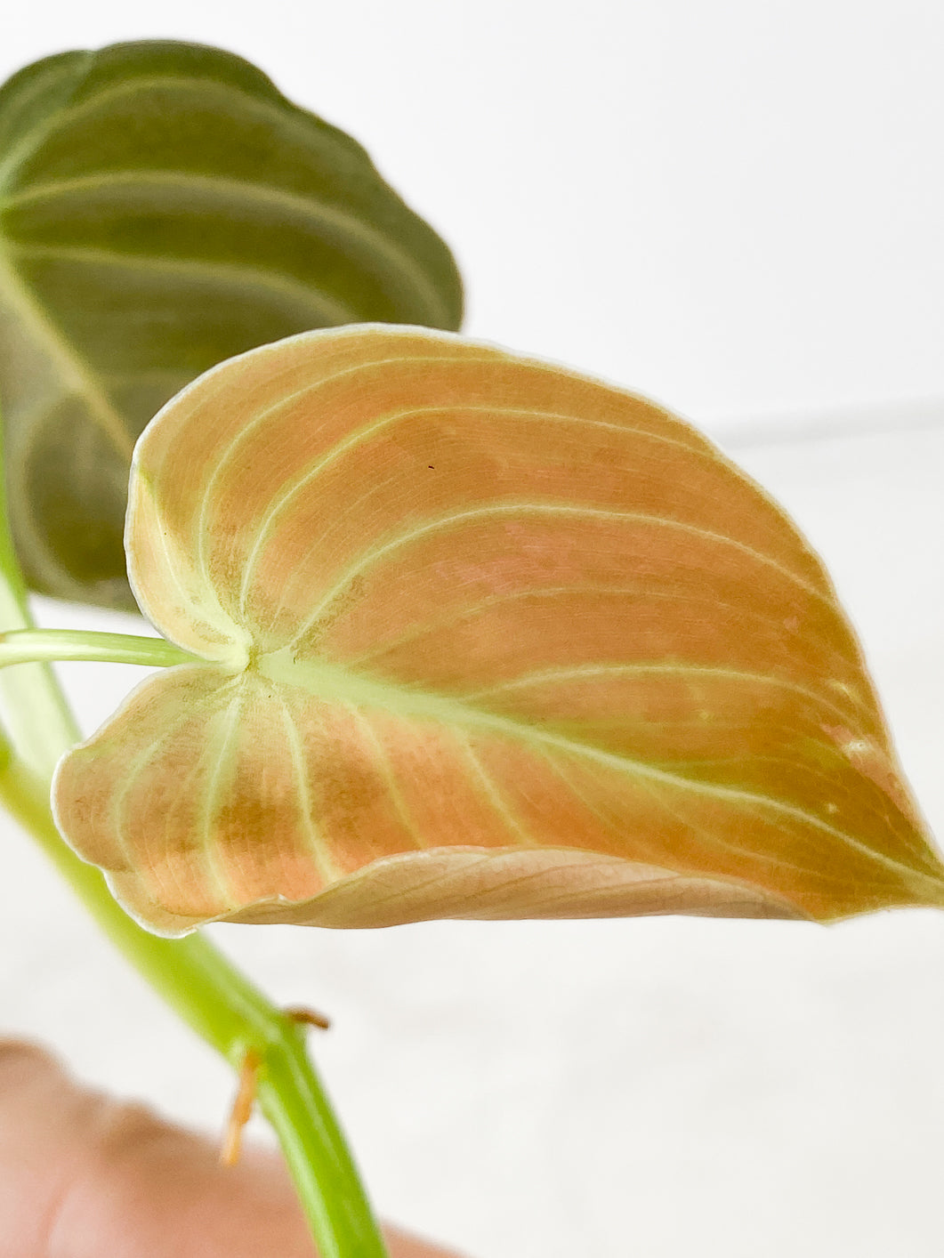Philodendron Melanochrysum variegated Rooting 2 leaves Top Cutting