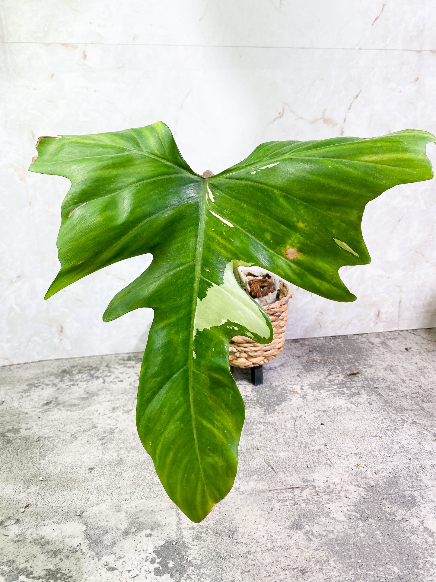 Philodendron Golden Dragon Variegated 1 leaf (13.5" long) 1 new highly Variegated leaf is unfurling 1 tc sprout 1 extra bud Rooted