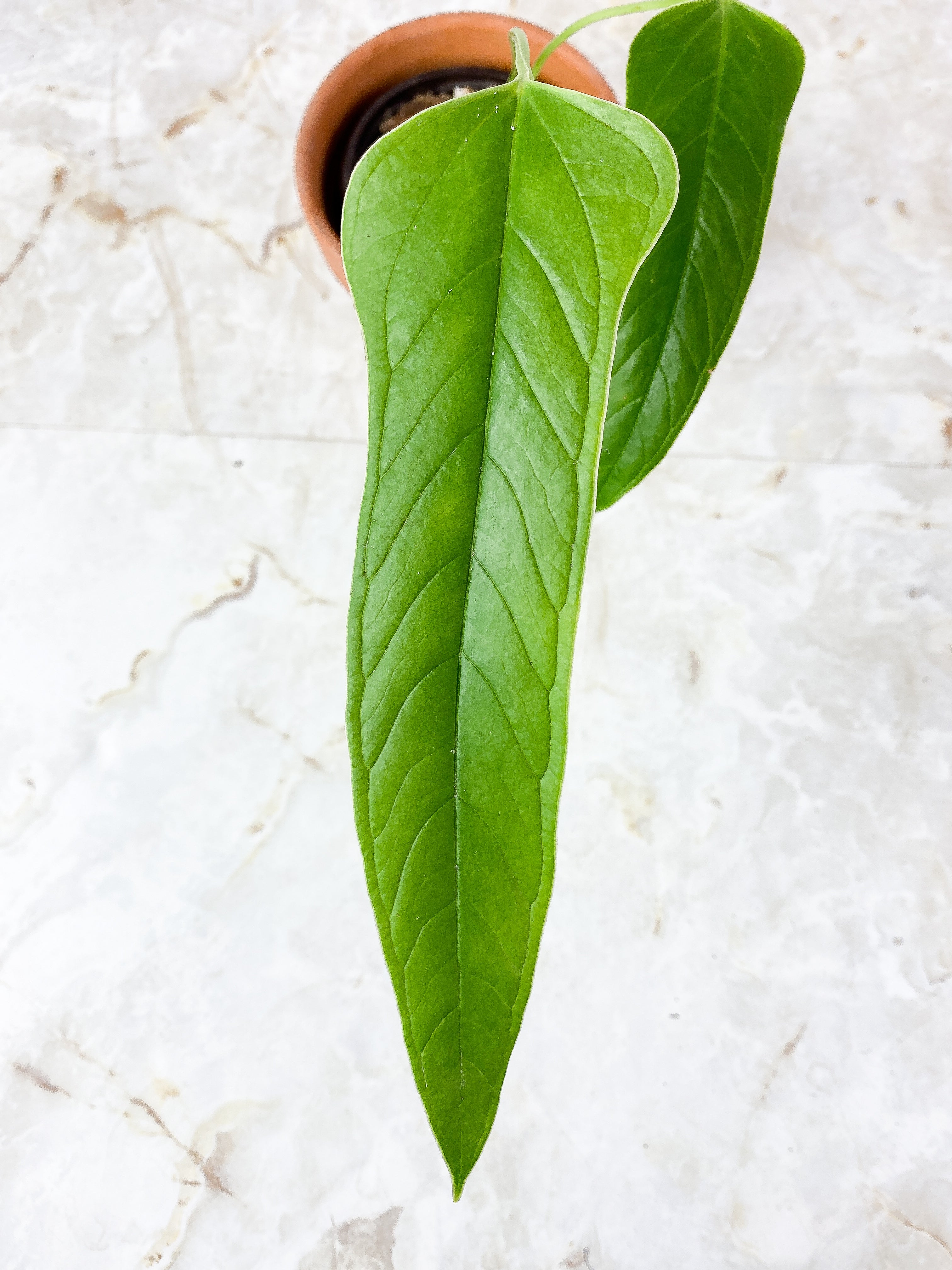 Anthurium Furcatum Rooted