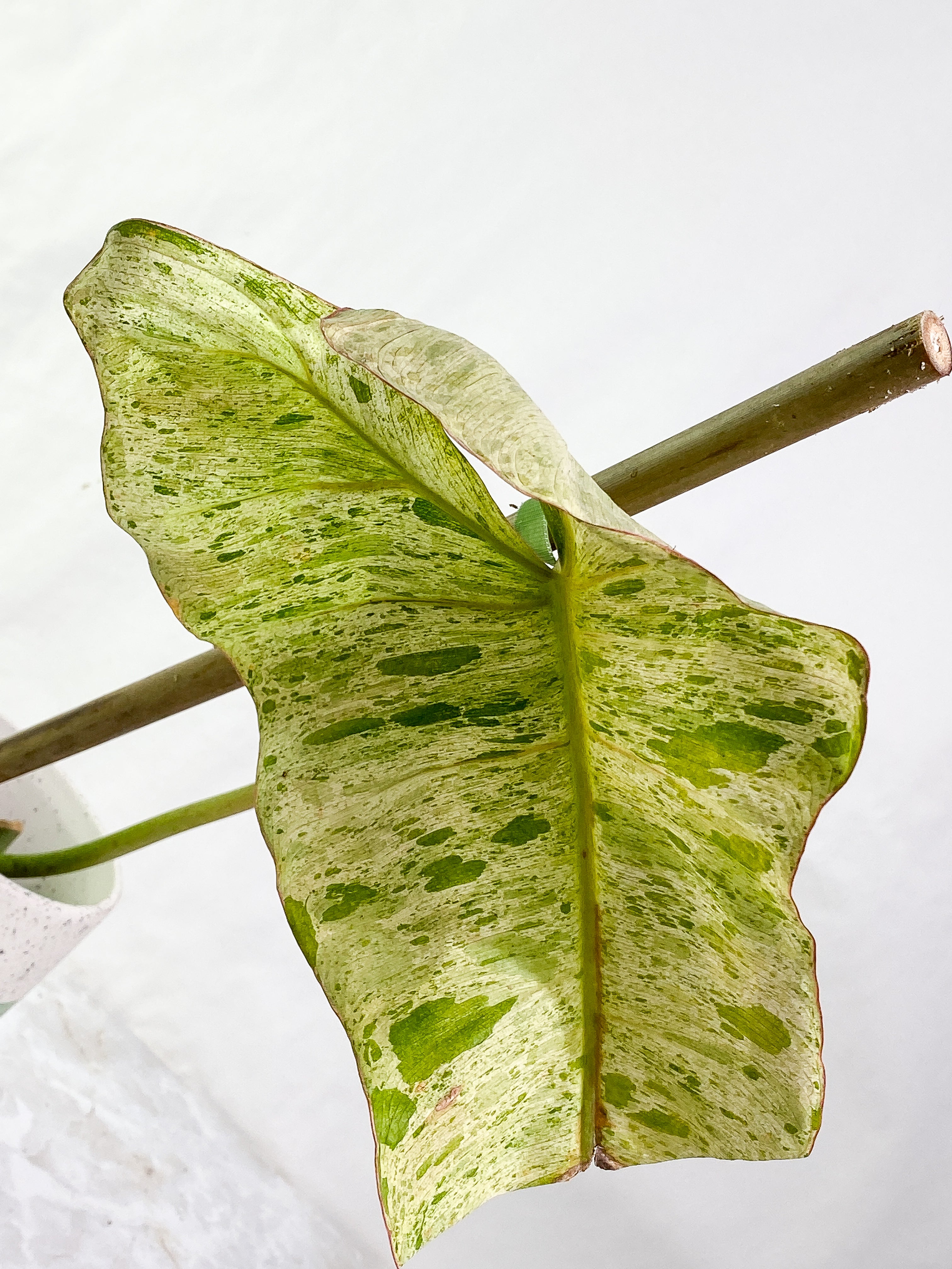 Philodendron Paraiso Verde 1 leaf 1 sprout rooted