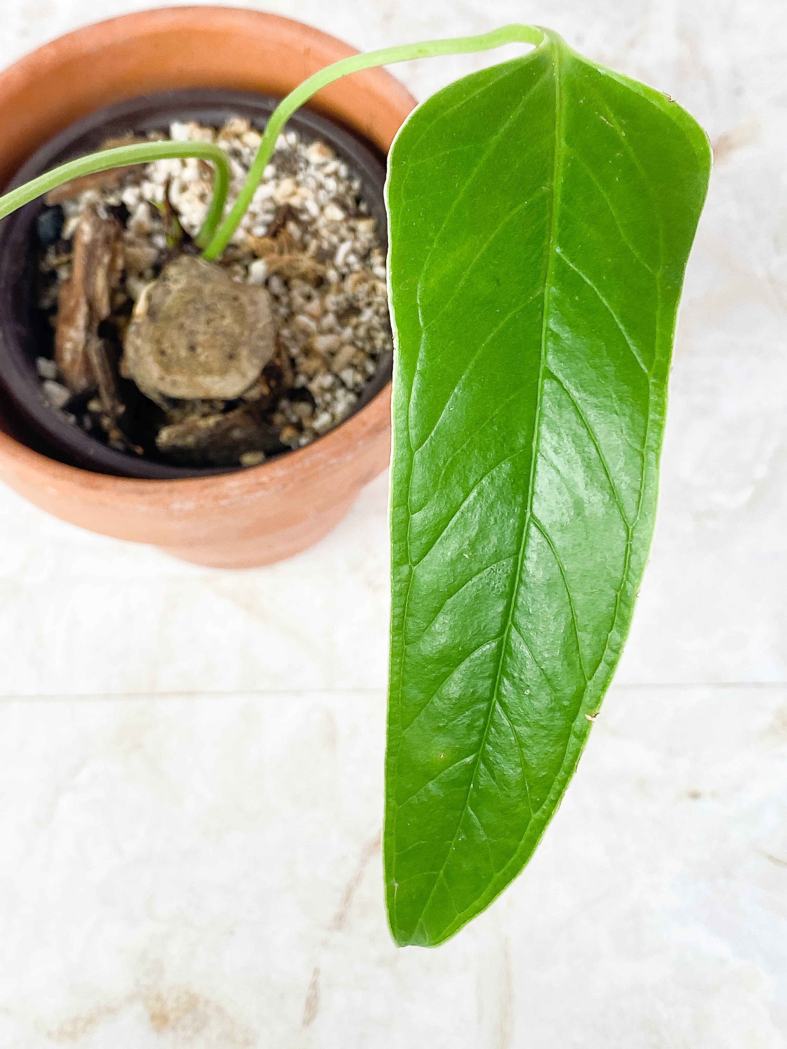 Anthurium Furcatum Rooted