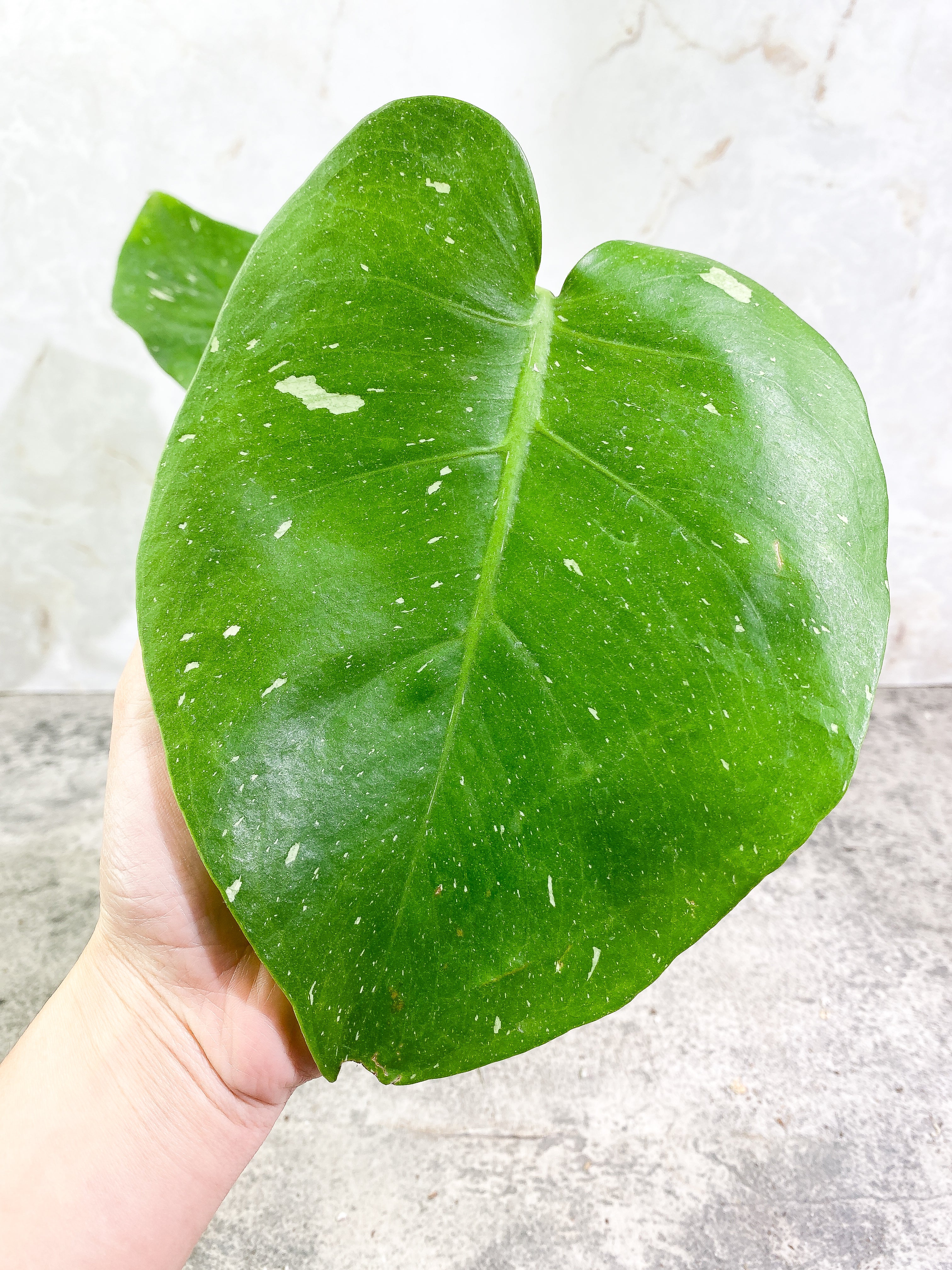 Monstera Thai Constellation 2 leaves Rooting Top Cutting