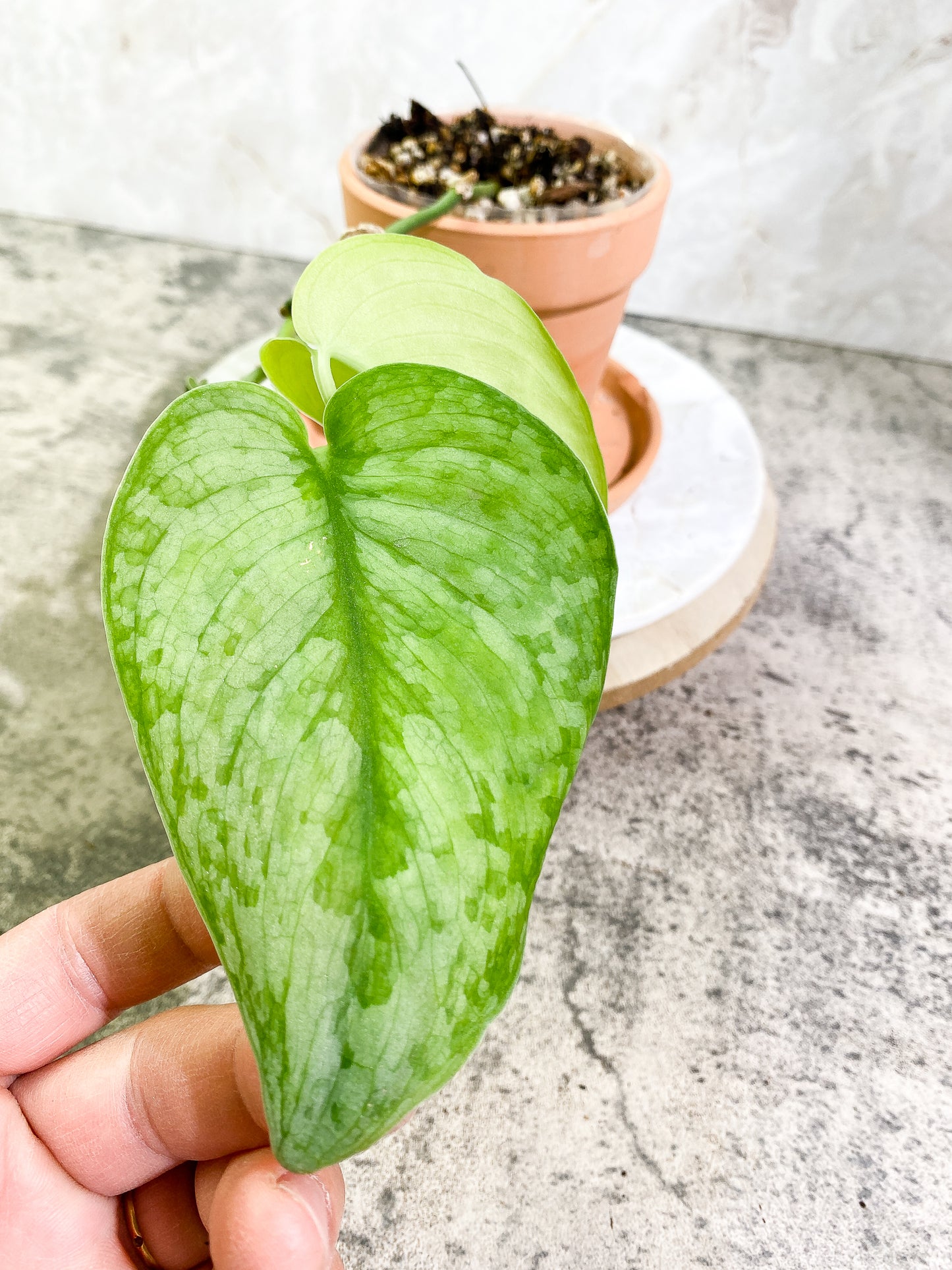 Scindapsus Silver Cloud 3 leaves Rooted