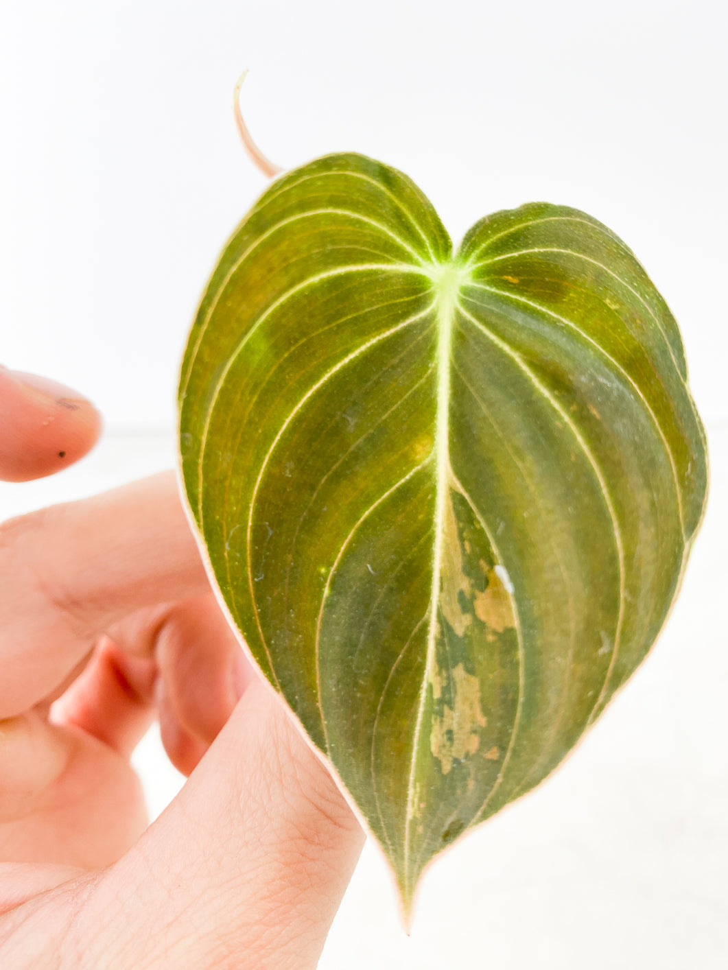 Philodendron Melanochrysum variegated Rooting 2 leaves Top Cutting