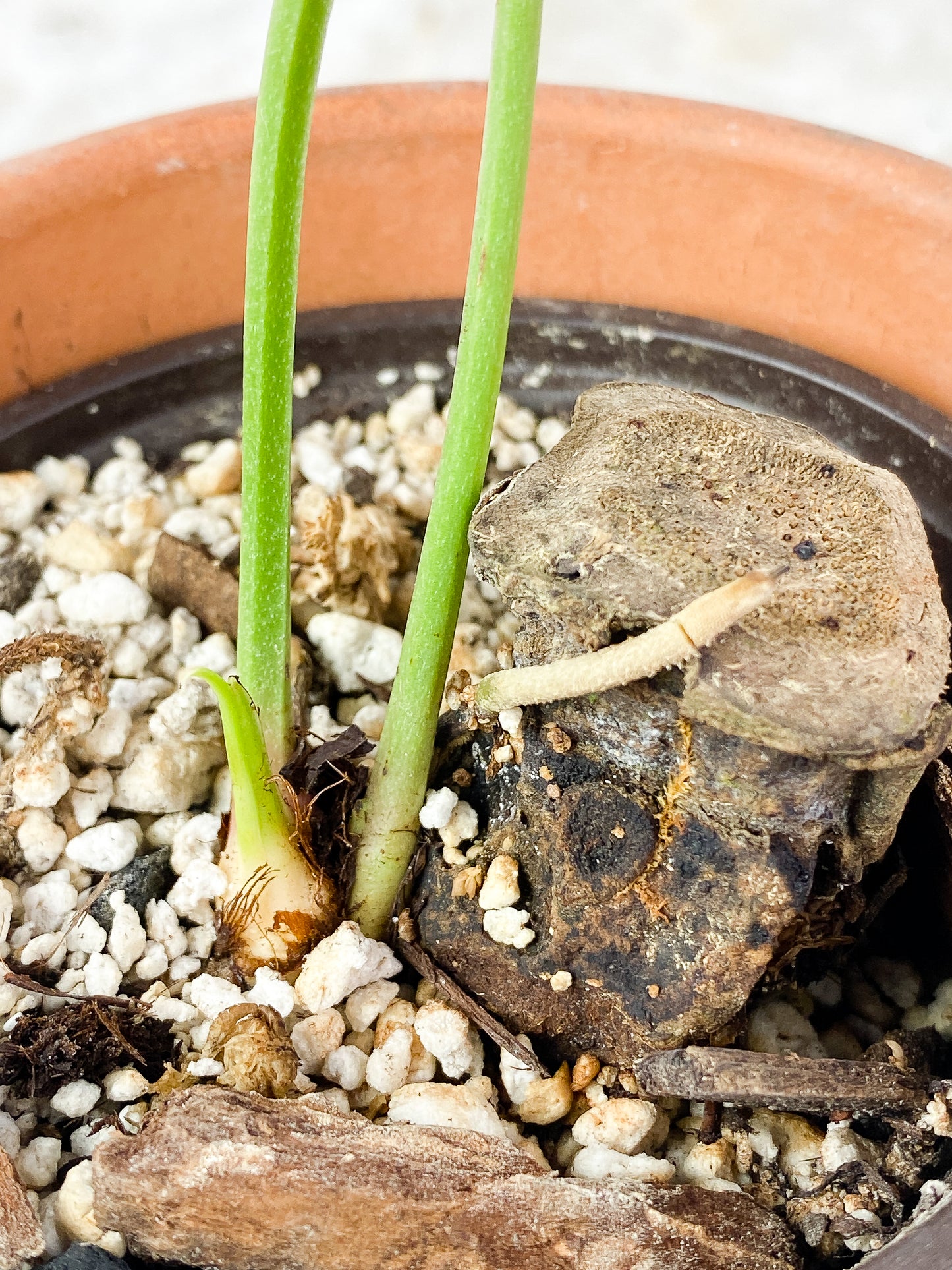 Anthurium Furcatum Rooted