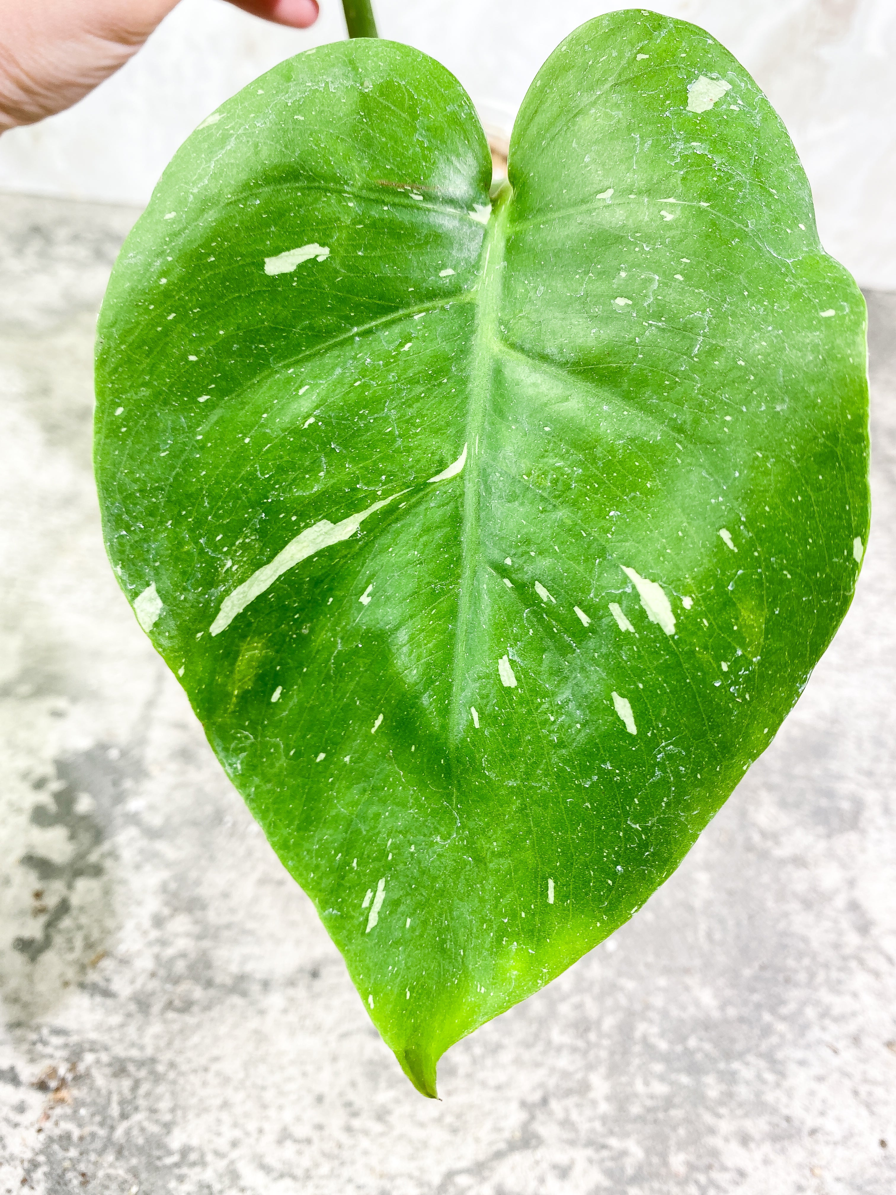 Monstera Thai Constellation 2 leaves Rooting Top Cutting