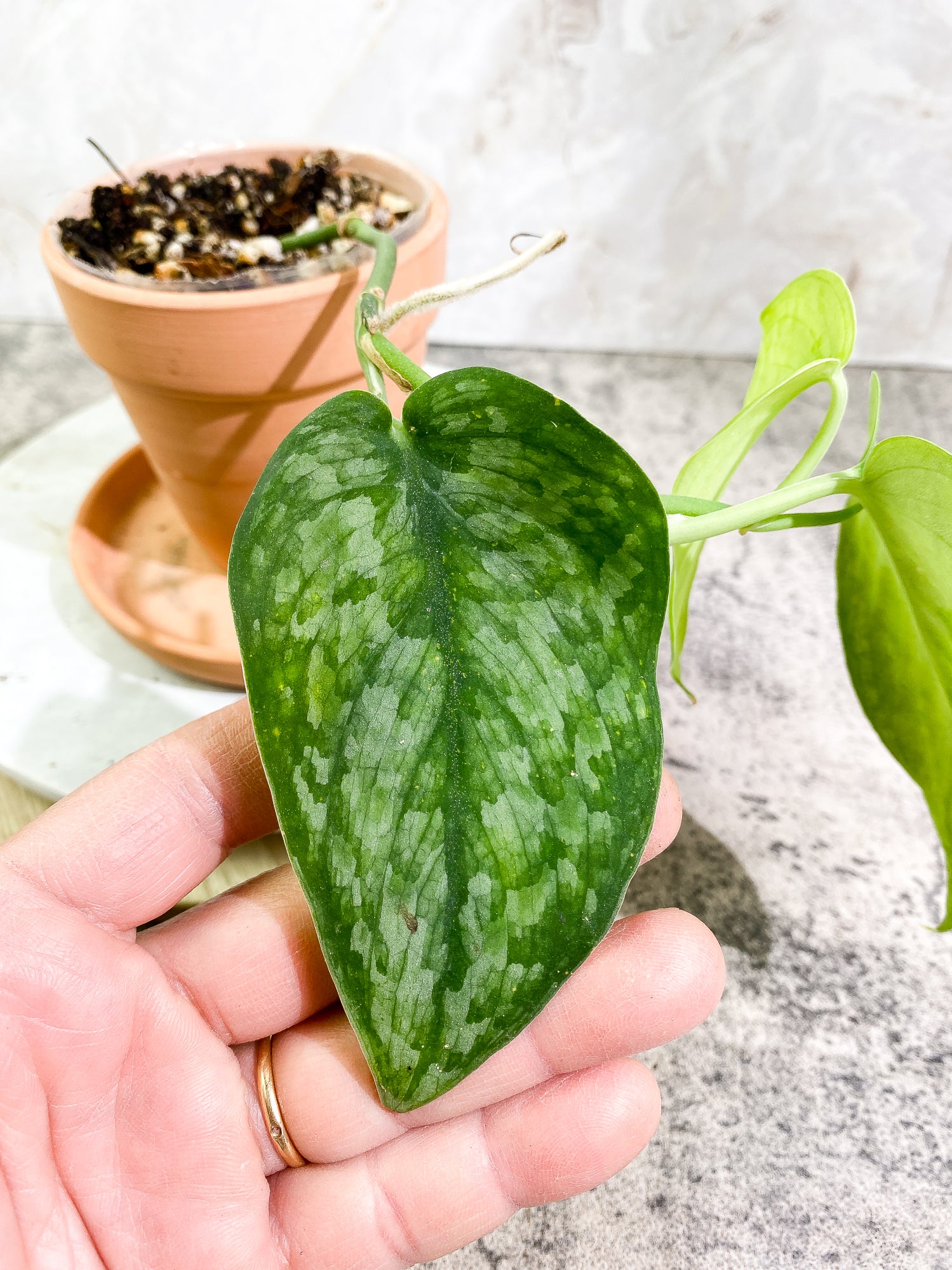 Scindapsus Silver Cloud 3 leaves Rooted