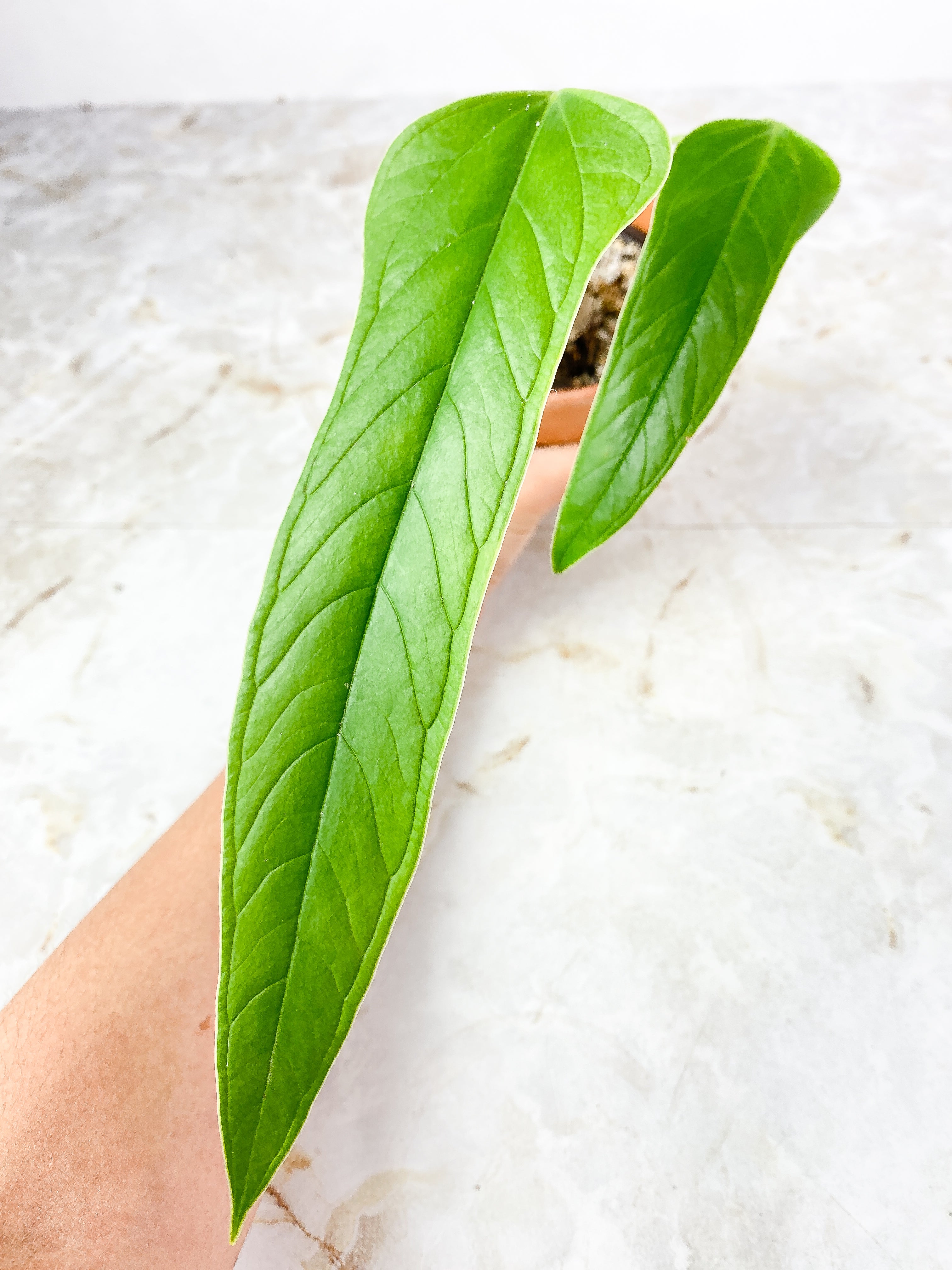 Anthurium Furcatum Rooted