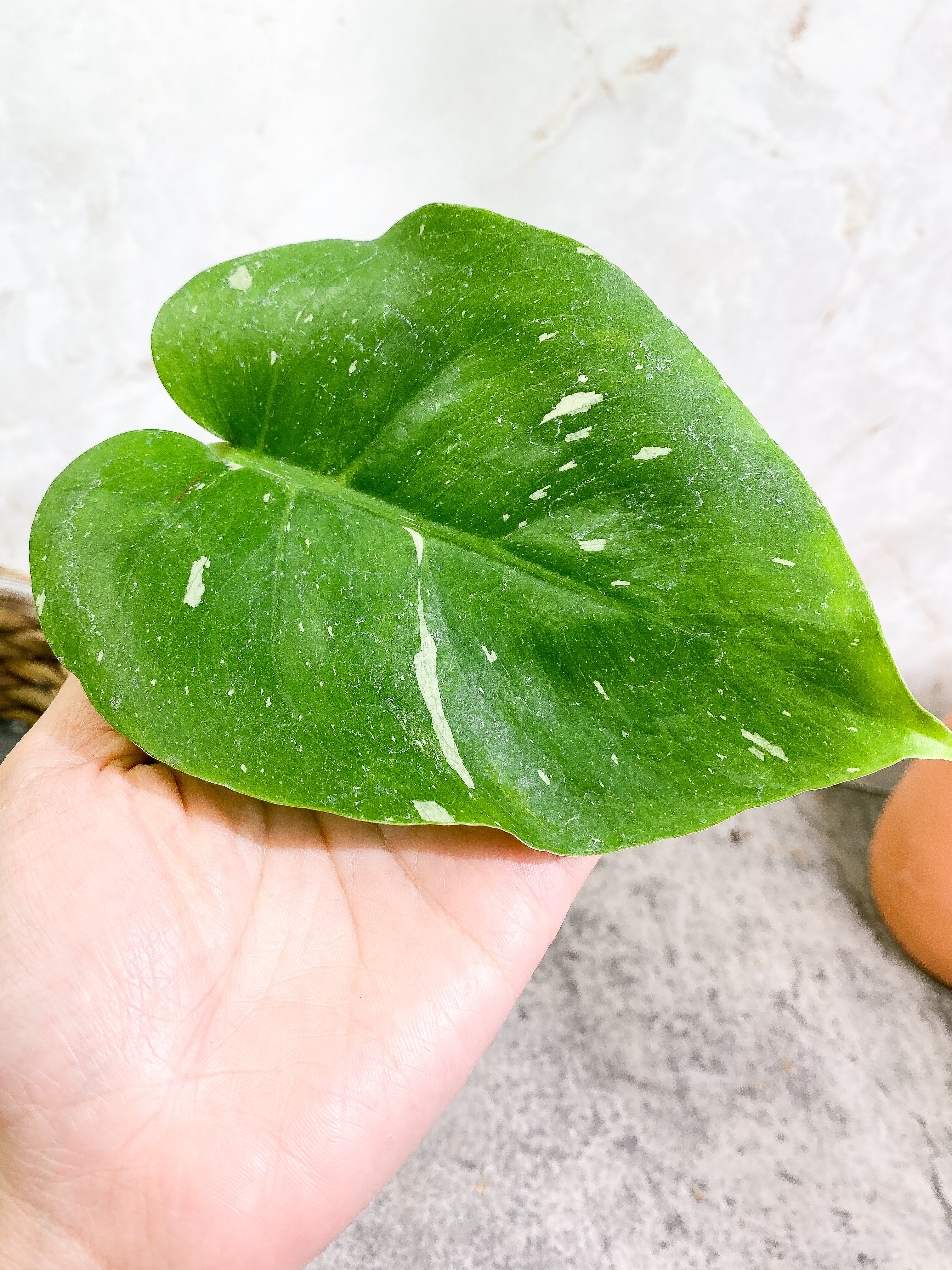 Monstera Thai Constellation 2 leaves Rooting Top Cutting