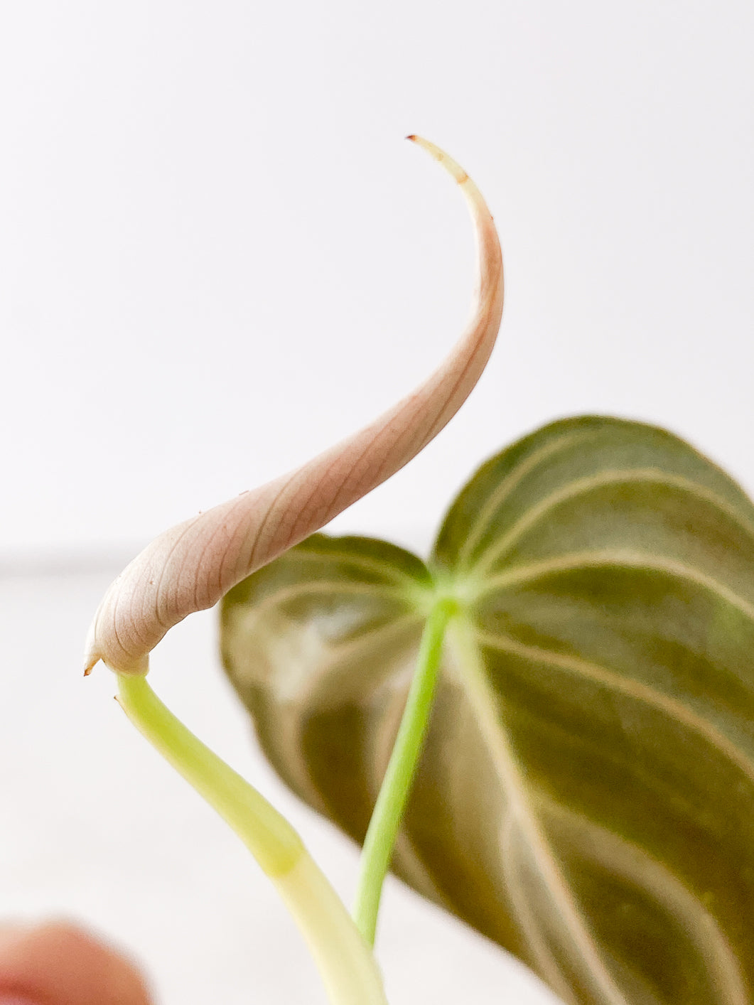 Philodendron Melanochrysum variegated Rooting 2 leaves Top Cutting