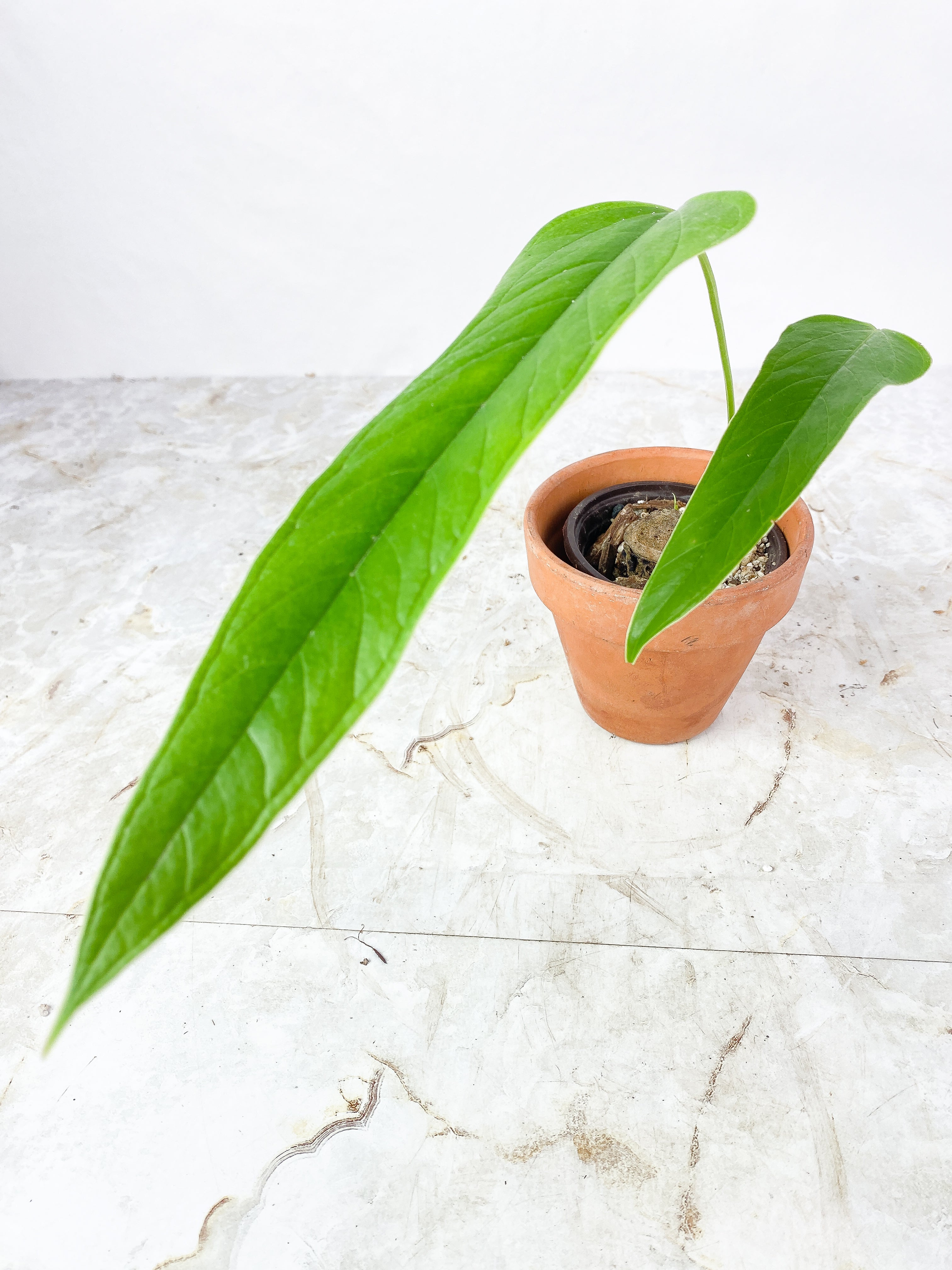 Anthurium Furcatum Rooted