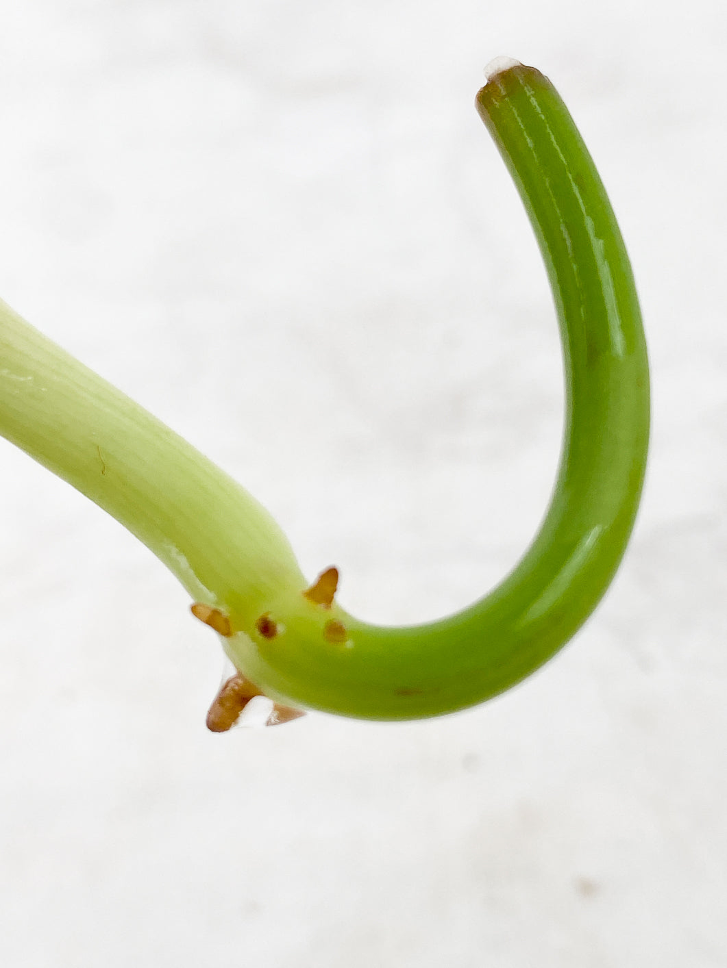 Philodendron Melanochrysum variegated Rooting 2 leaves Top Cutting