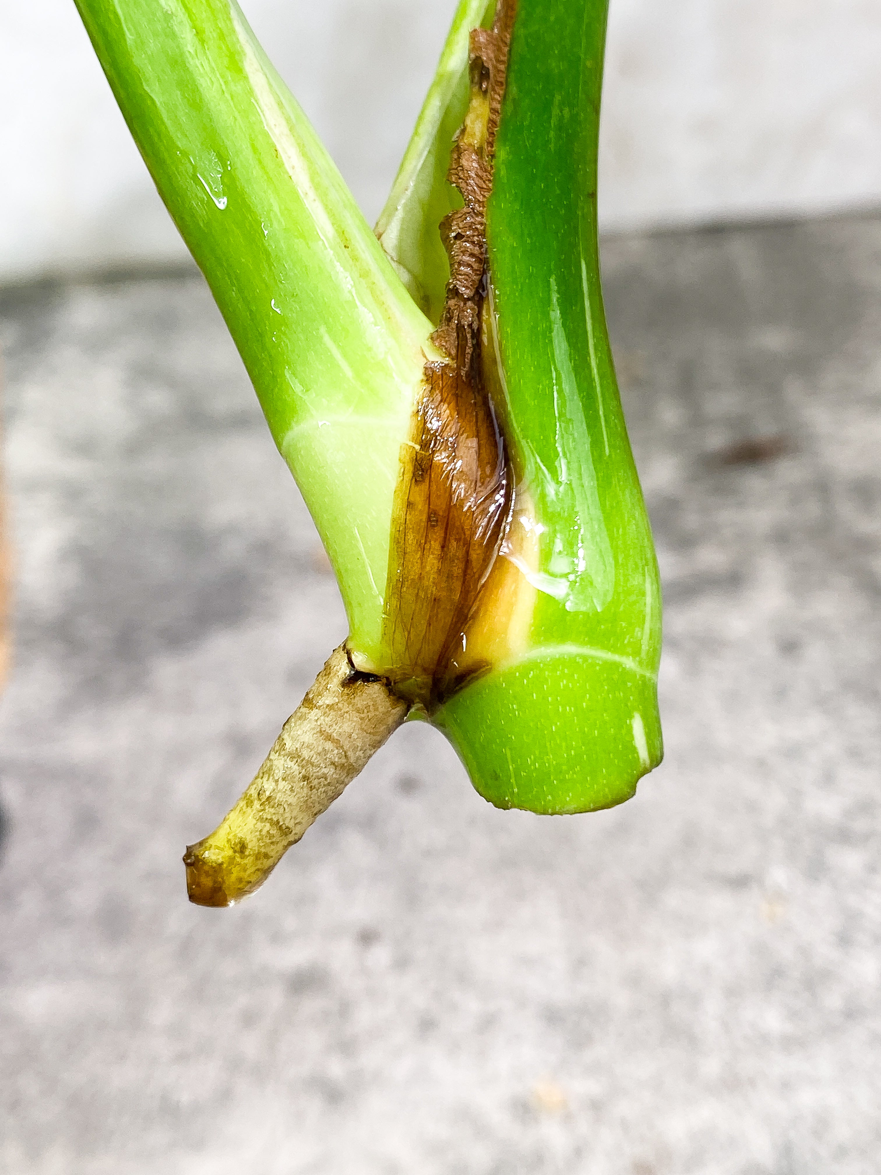 Monstera Thai Constellation 2 leaves Rooting Top Cutting