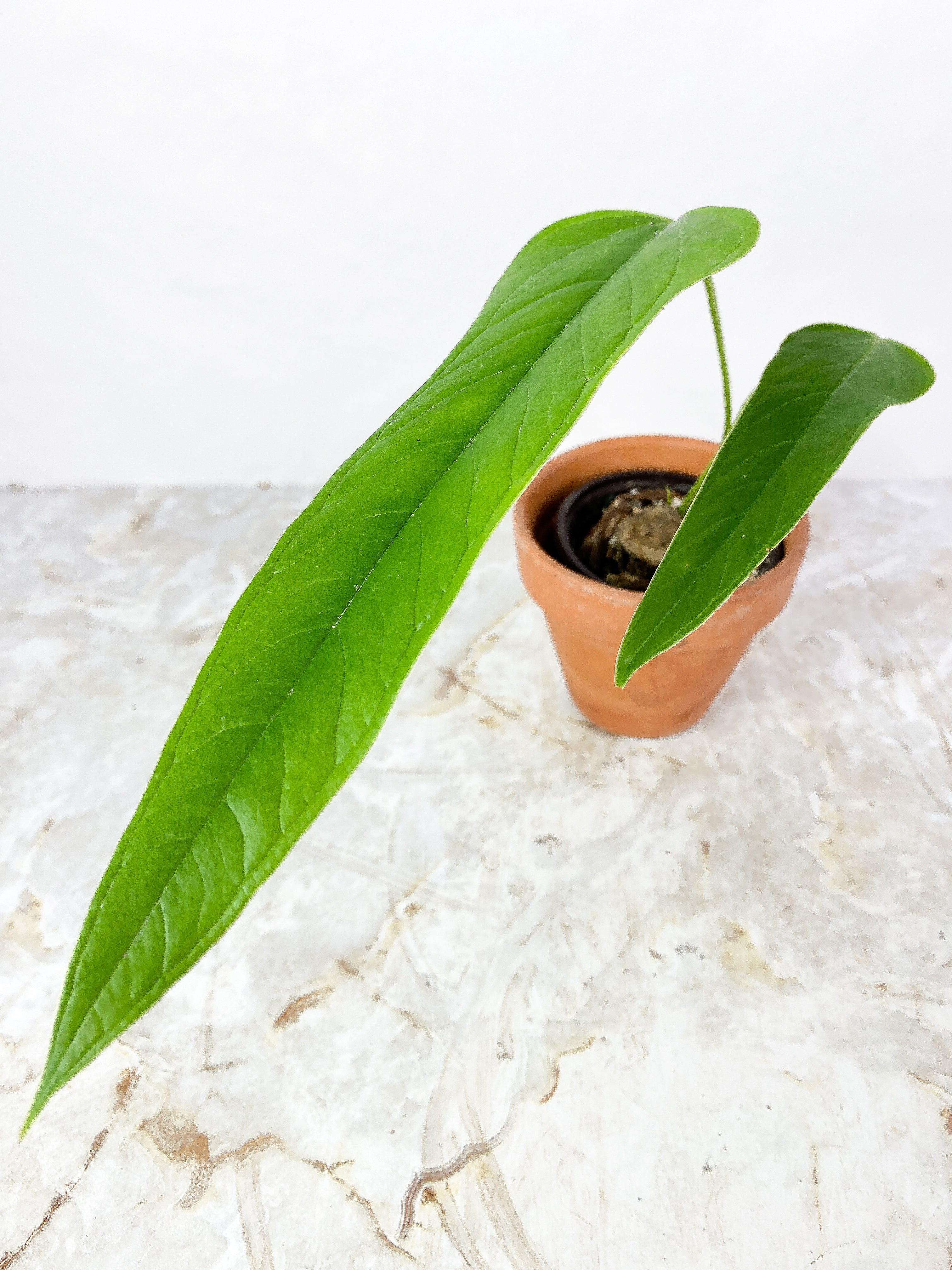 Anthurium Furcatum Rooted