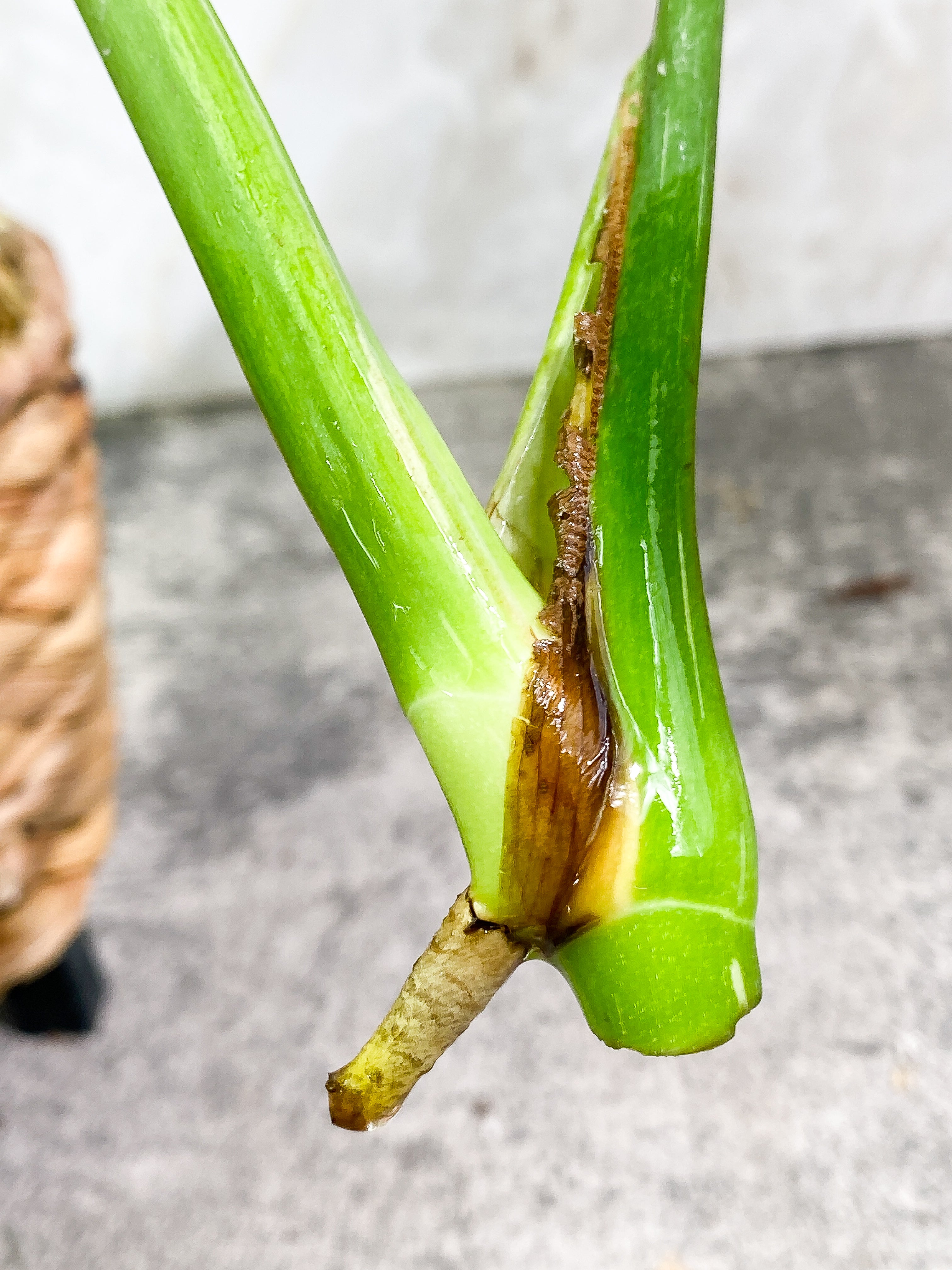 Monstera Thai Constellation 2 leaves Rooting Top Cutting