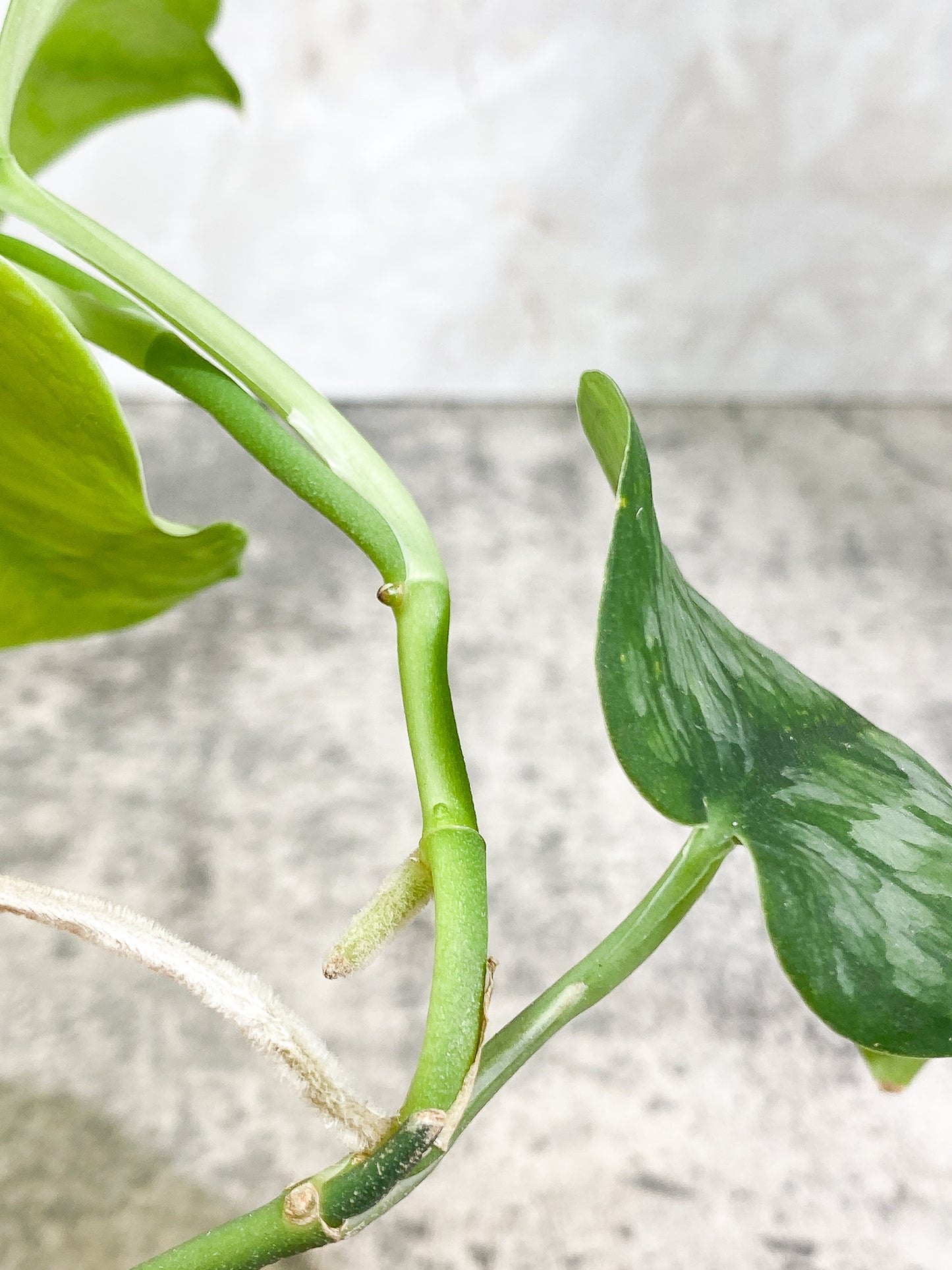 Scindapsus Silver Cloud 3 leaves Rooted