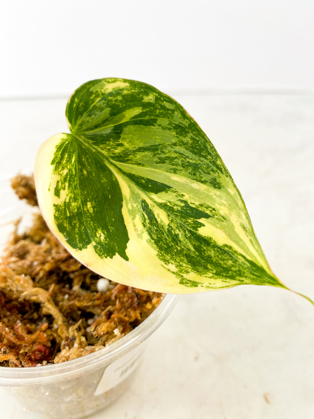 Philondendron Micans Aurea Variegated Rooting 1 leaf 1 sprout