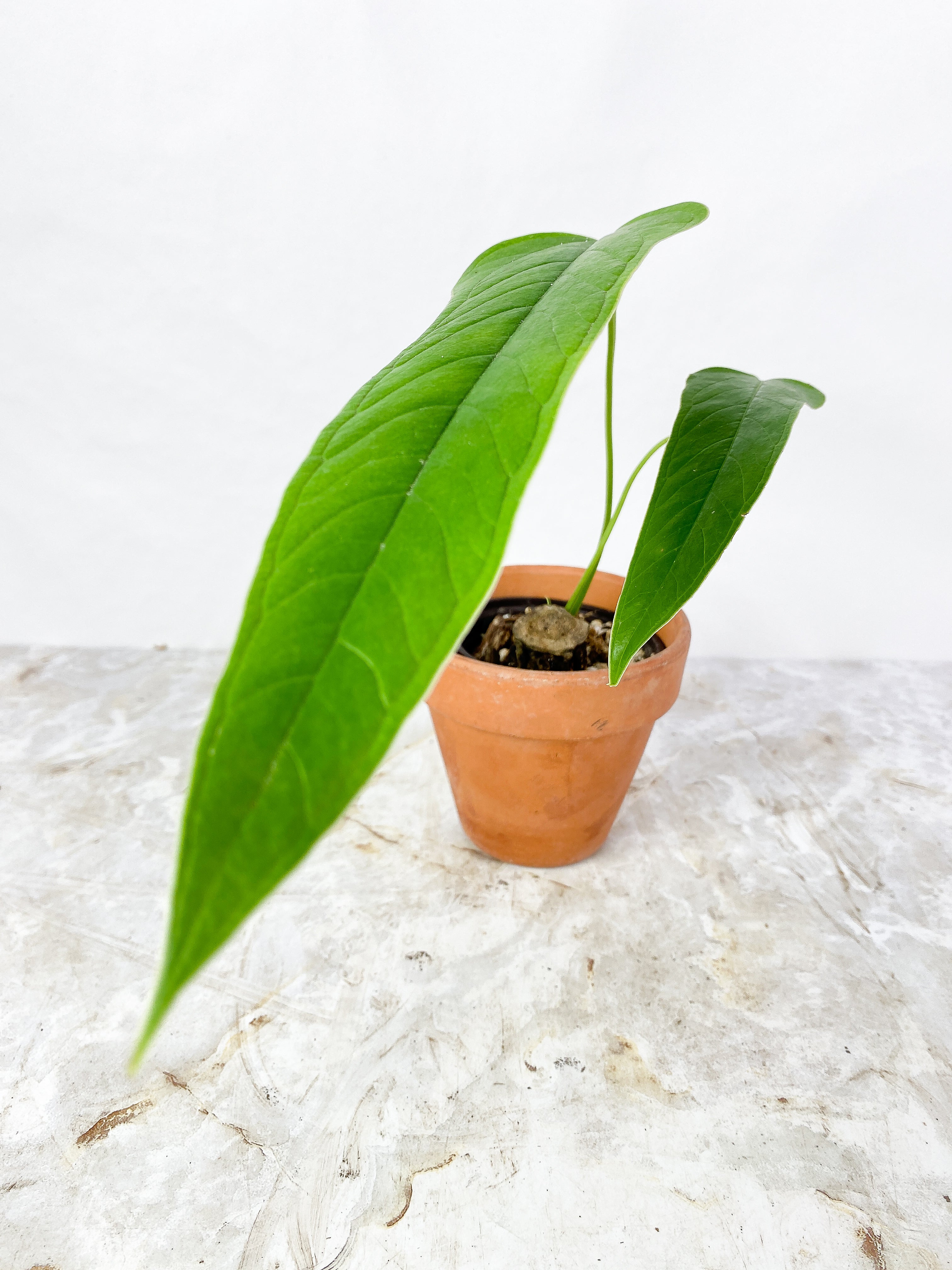 Anthurium Furcatum Rooted