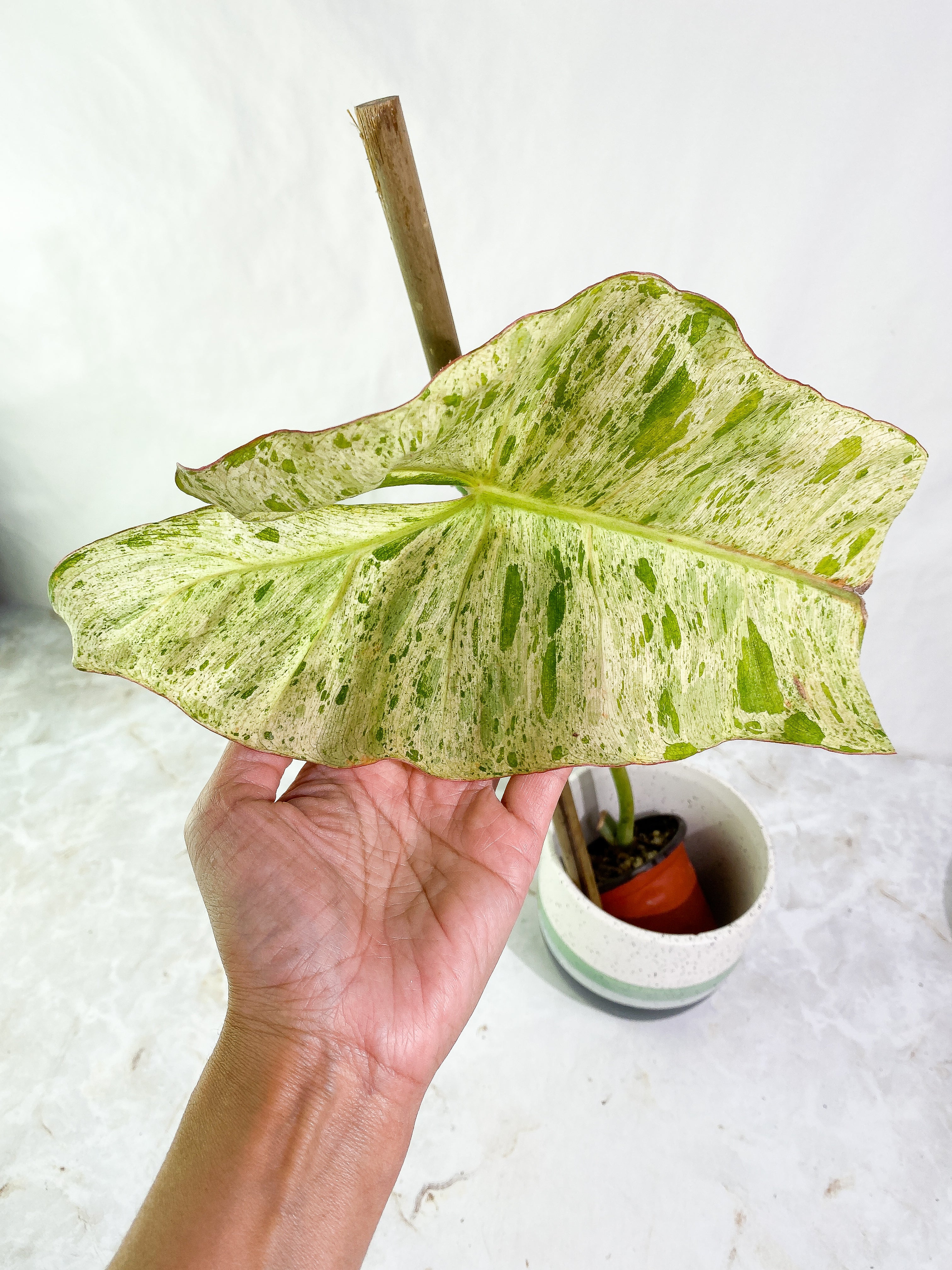 Philodendron Paraiso Verde 1 leaf 1 sprout rooted