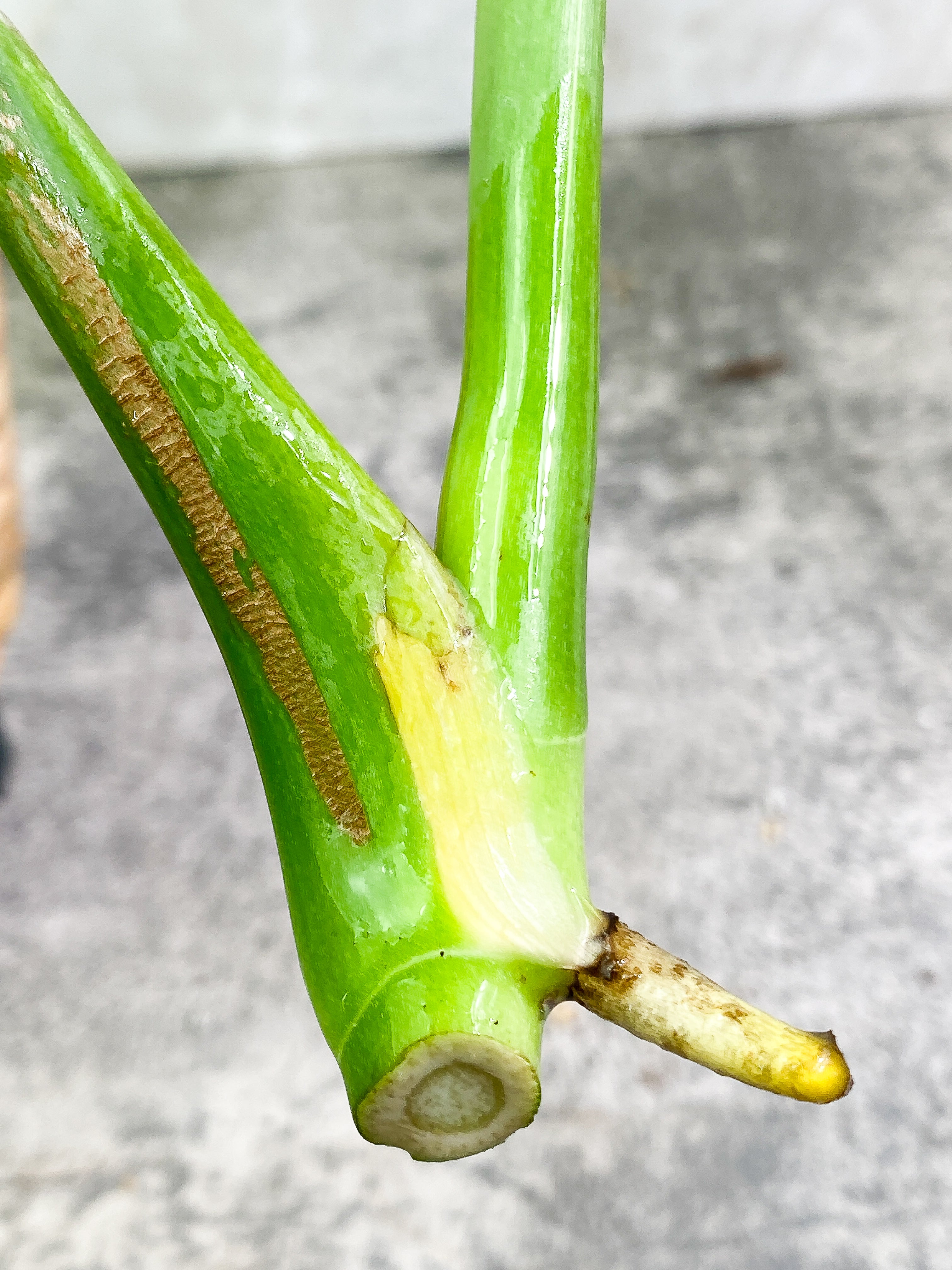 Monstera Thai Constellation 2 leaves Rooting Top Cutting