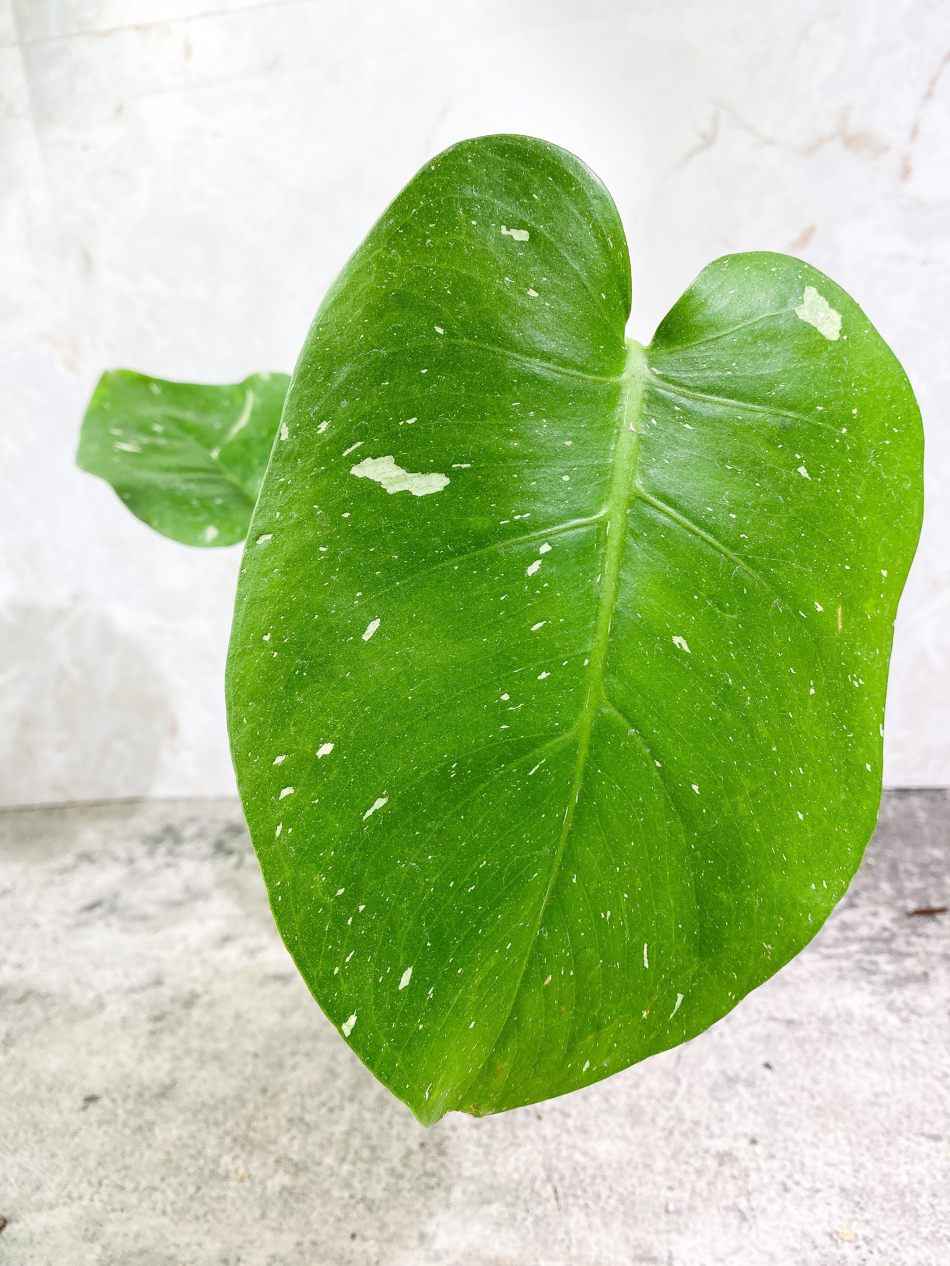 Monstera Thai Constellation 2 leaves Rooting Top Cutting