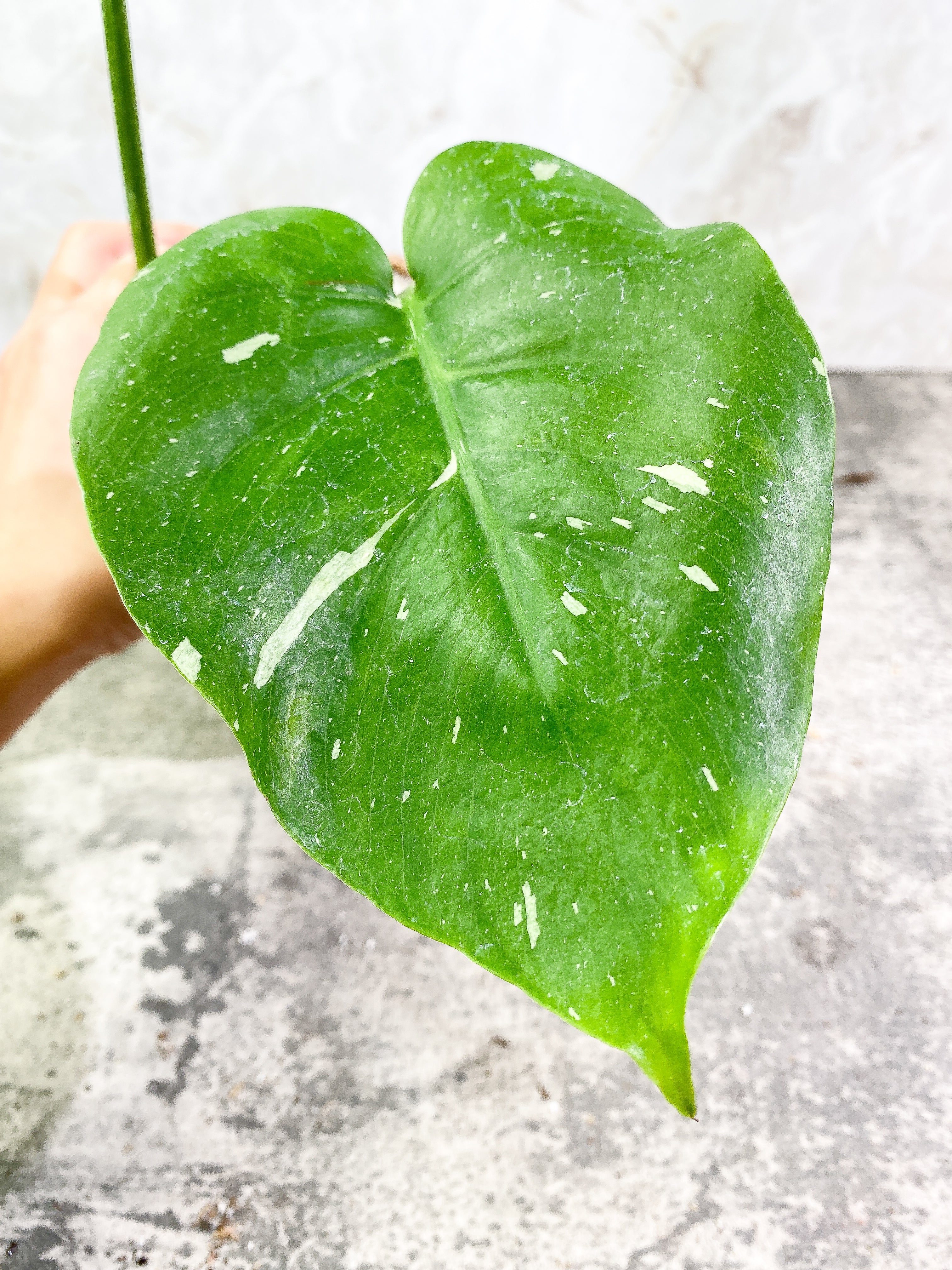 Monstera Thai Constellation 2 leaves Rooting Top Cutting