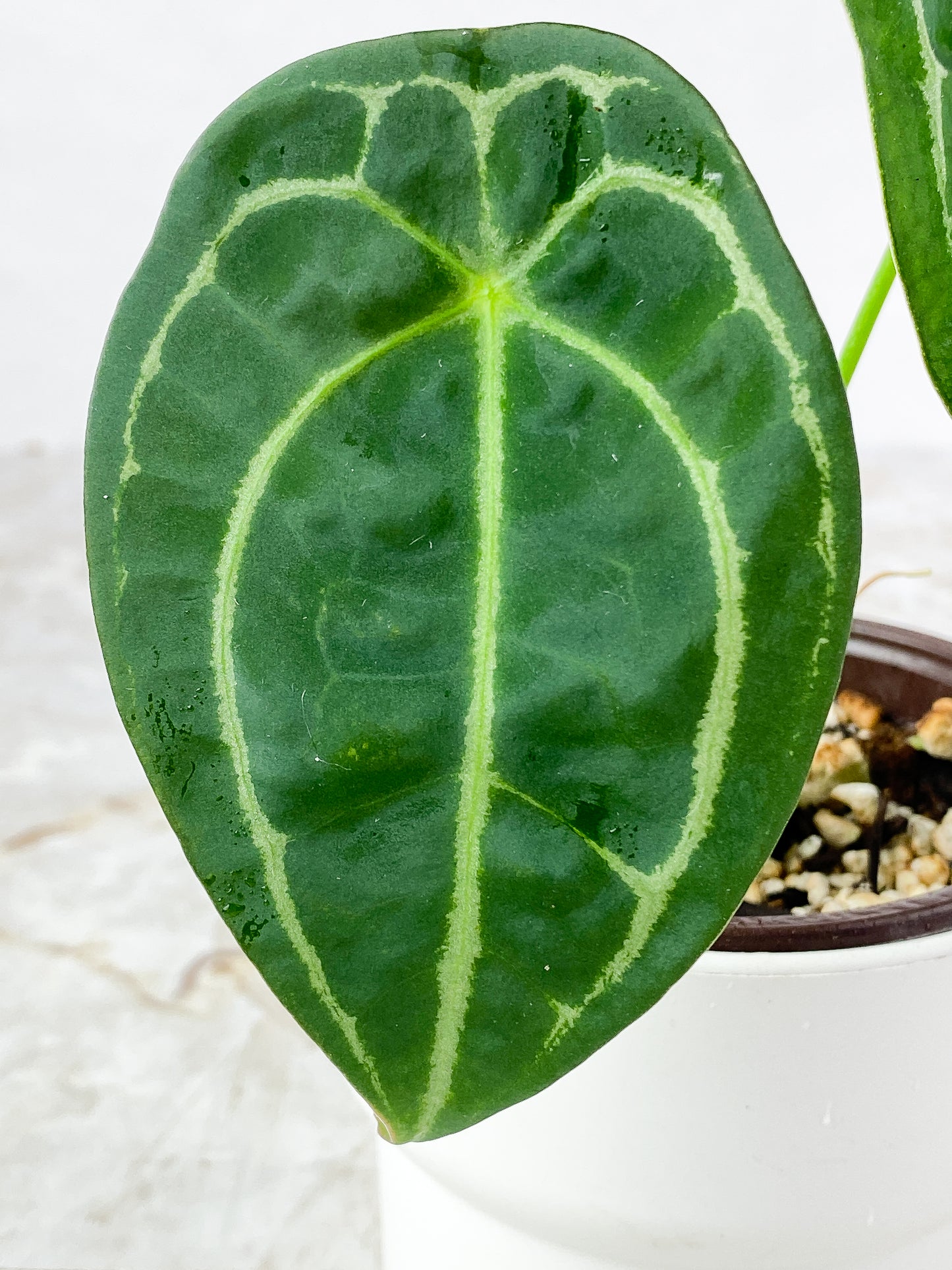 Anthurium Forgetii x crystallinum rooted 6" leaf