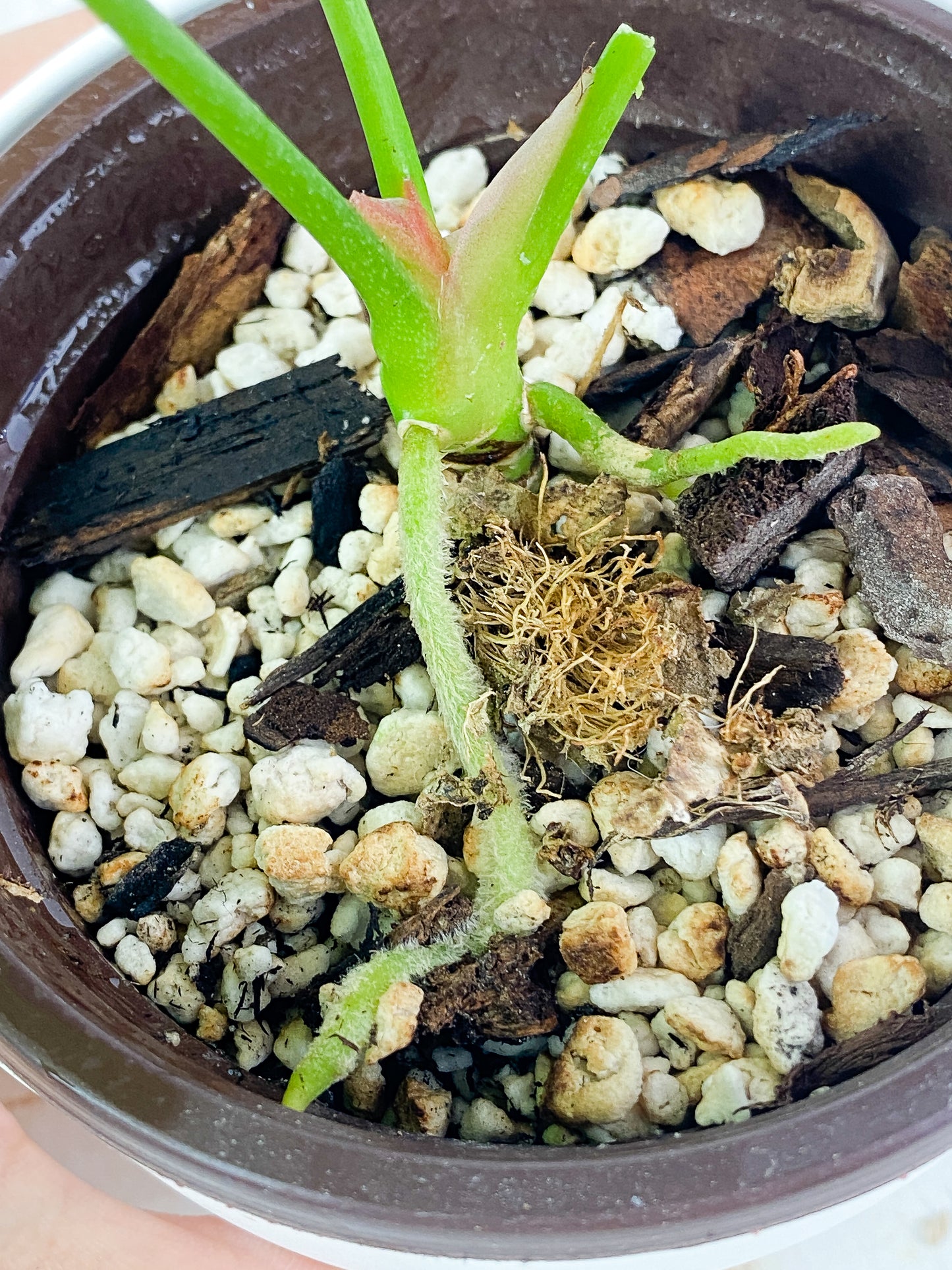 Anthurium Forgetii x crystallinum rooted 6" leaf
