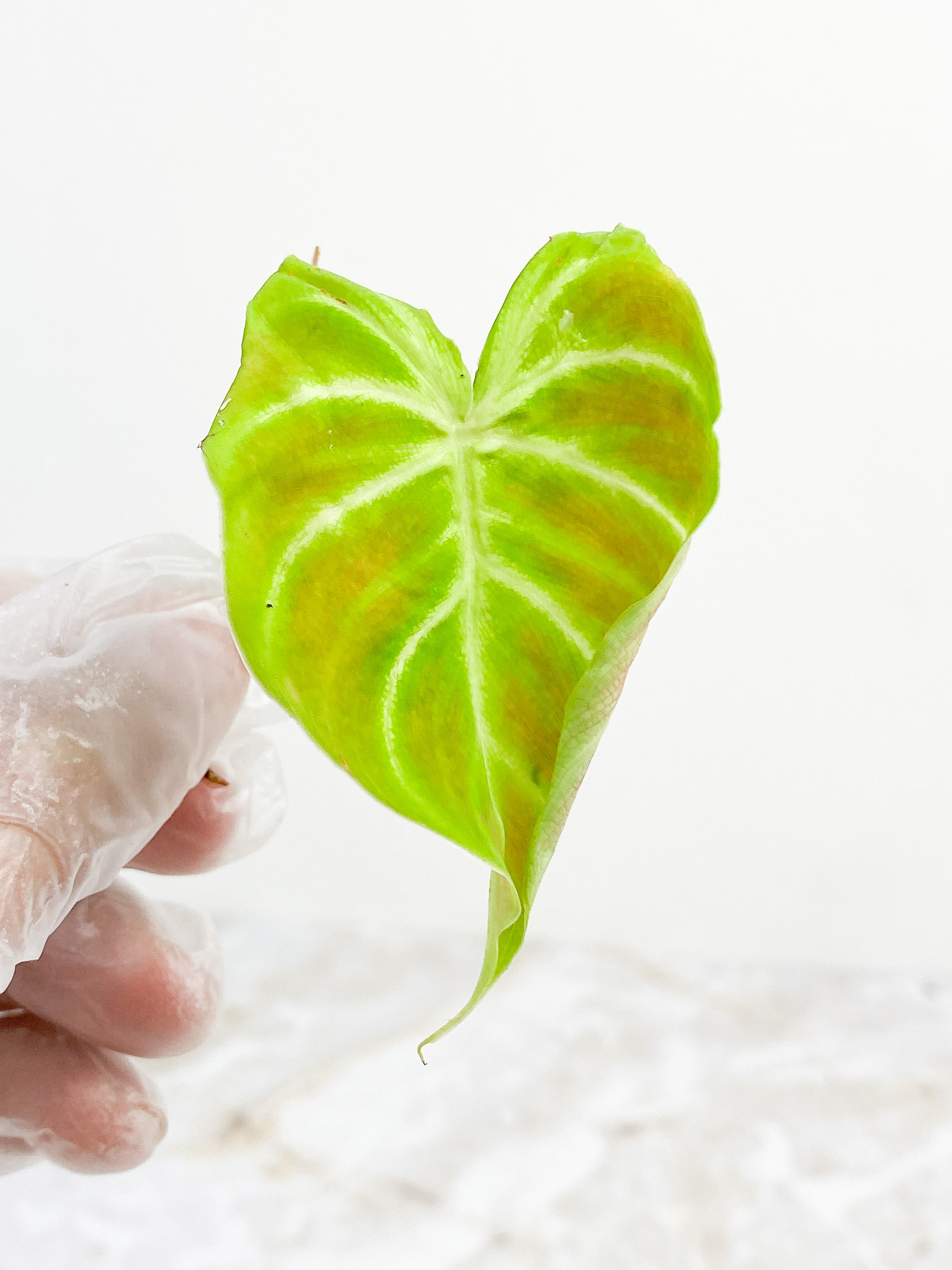 Philodendron verrucosum Cobra rooting top cutting