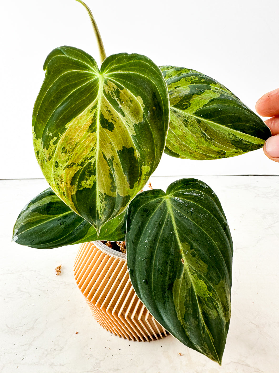 Grower Choice: Philodendron Melanochrysum variegated Rooting node (Leafless)