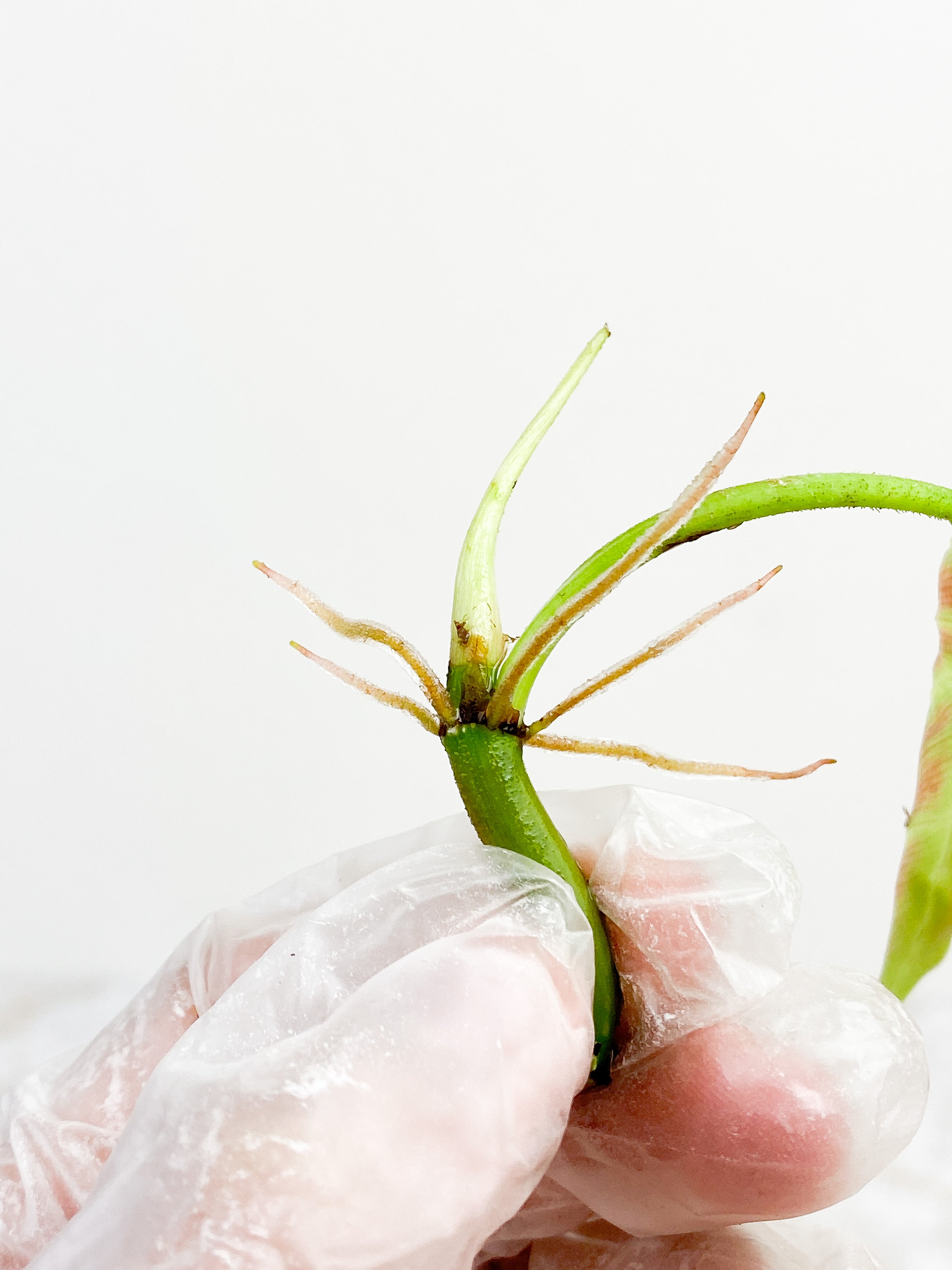 Philodendron verrucosum Cobra rooting top cutting